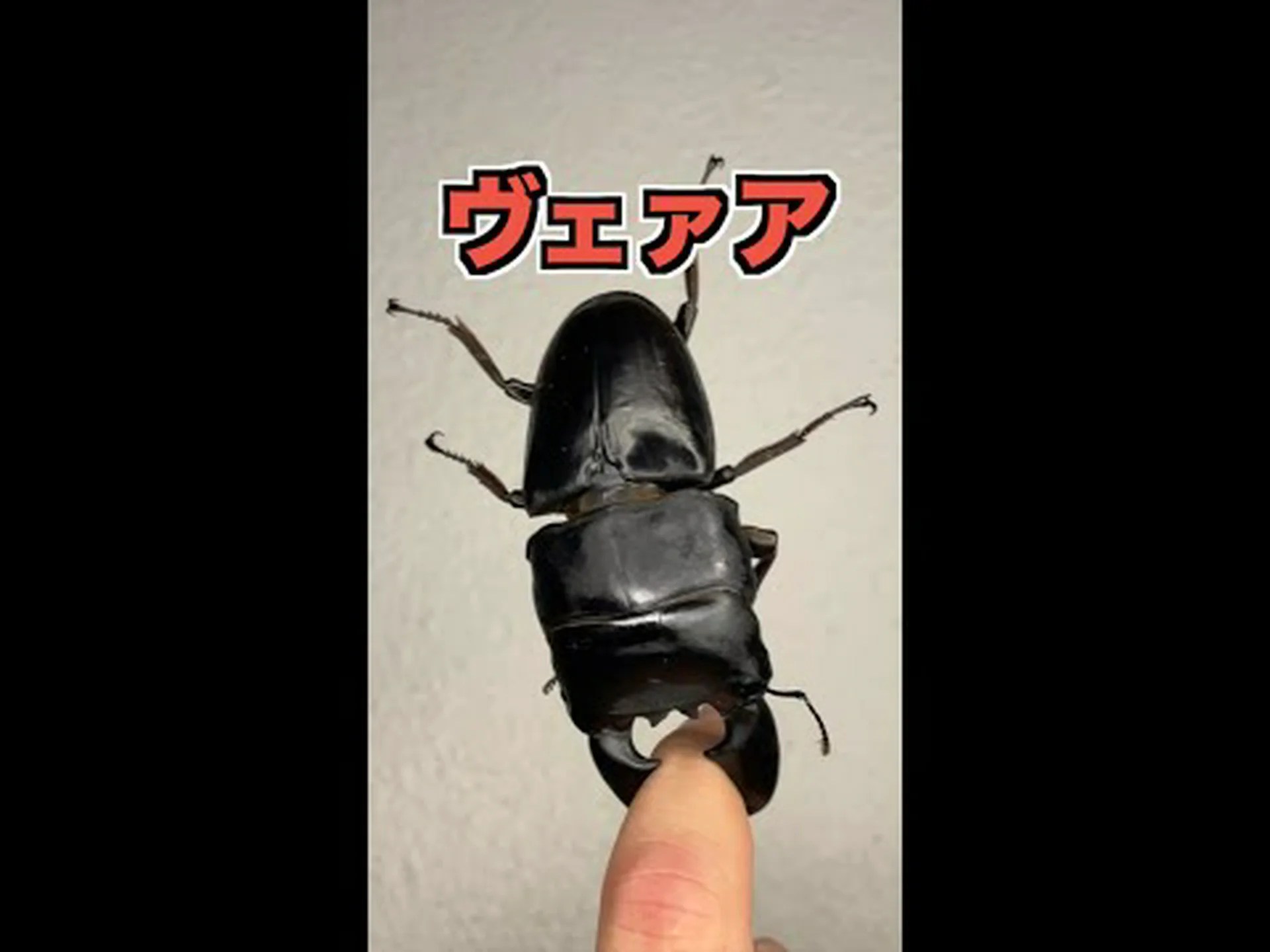 カブトムシ、アピオン、クワガタ、クジラ目、オサムシ カブトムシ、アピオン、クワガタ、クジラ目、オサムシ