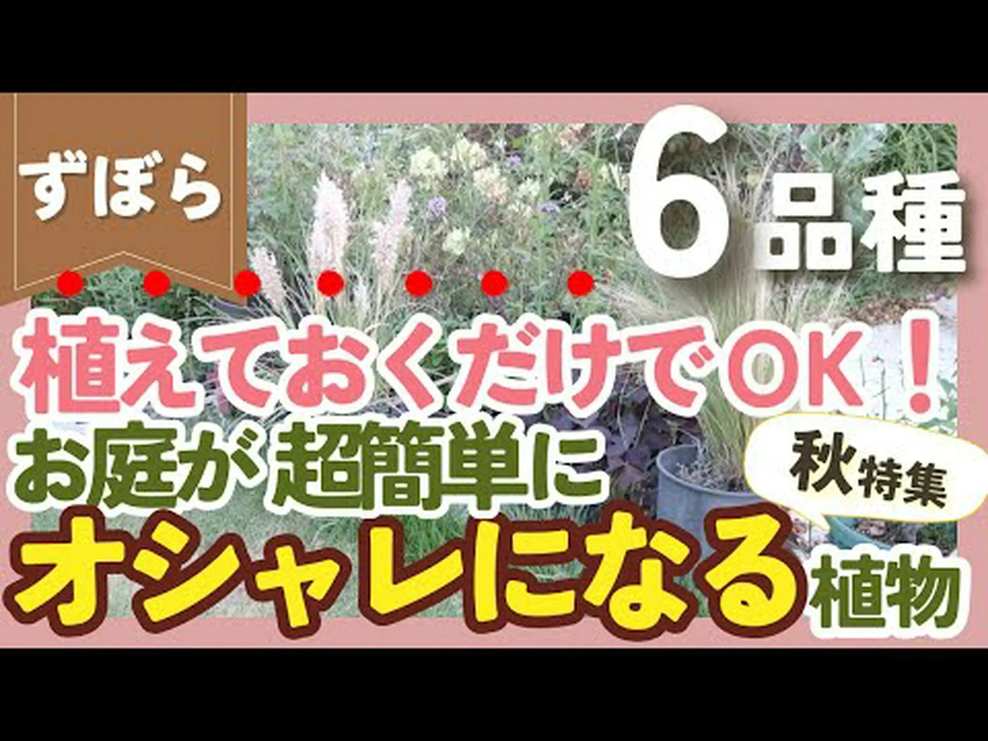 私の歩道の植物 私の歩道の植物