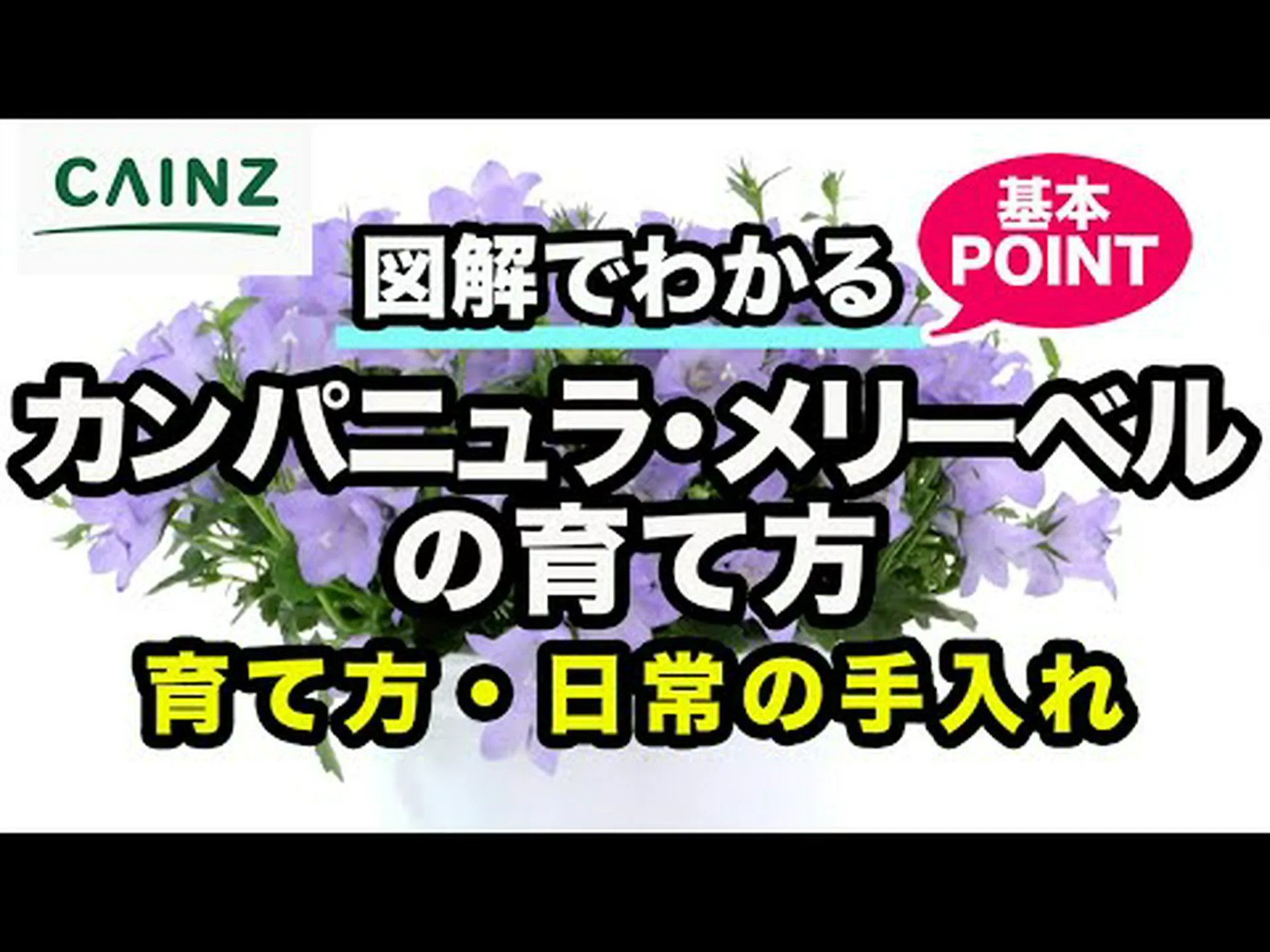 カントン フェアリー ベル、カントン ディスポルム カントン フェアリー ベル、カントン ディスポルム