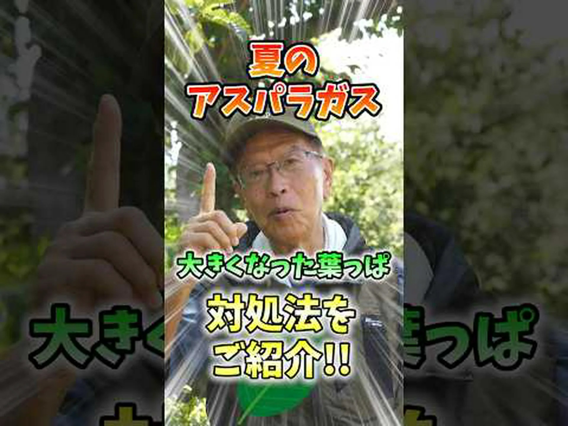 ピレネーオルニソゲール、食用アスパラガス ピレネーオルニソゲール、食用アスパラガス