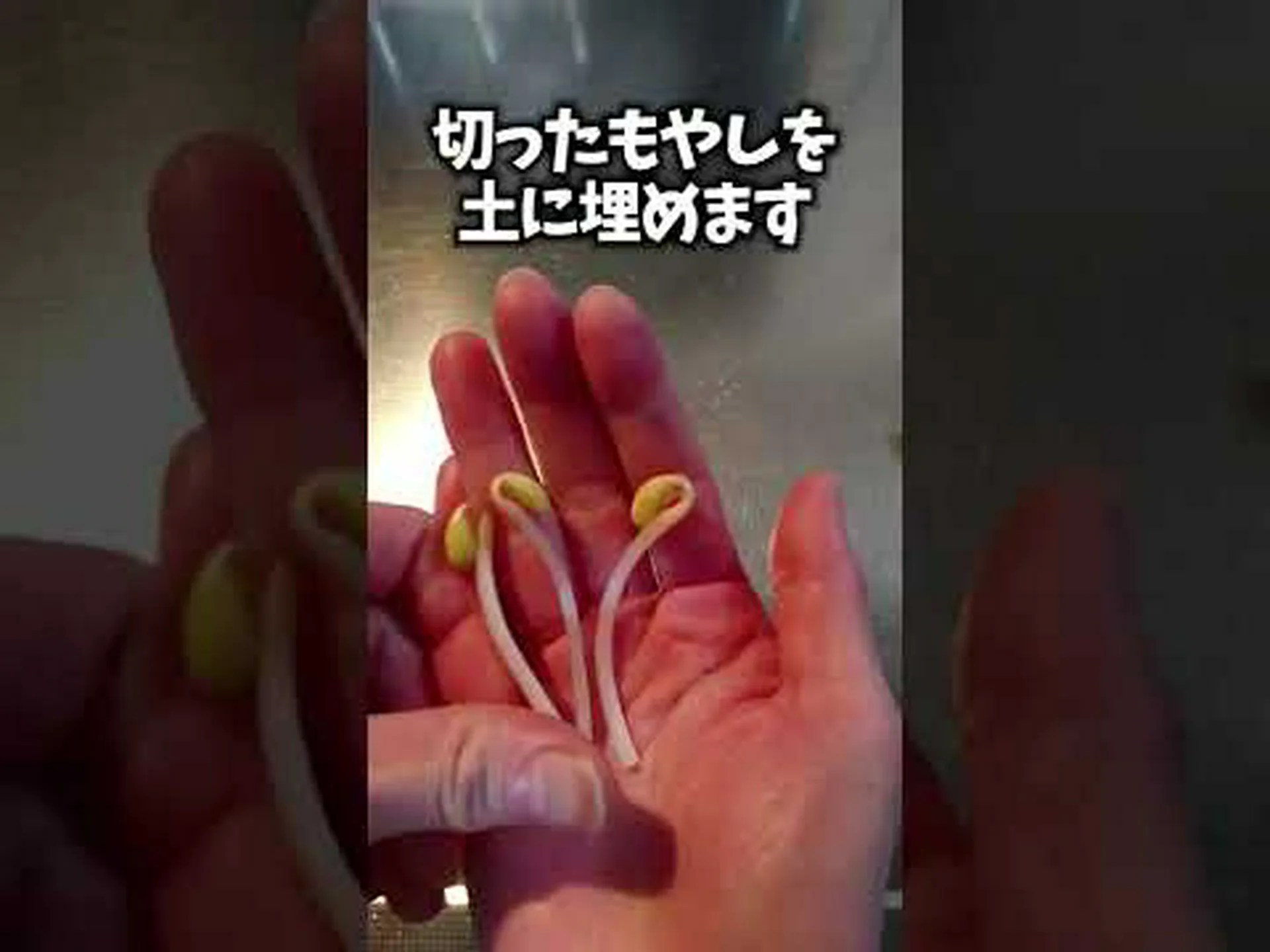 年間植物の種まきカレンダー 年間植物の種まきカレンダー