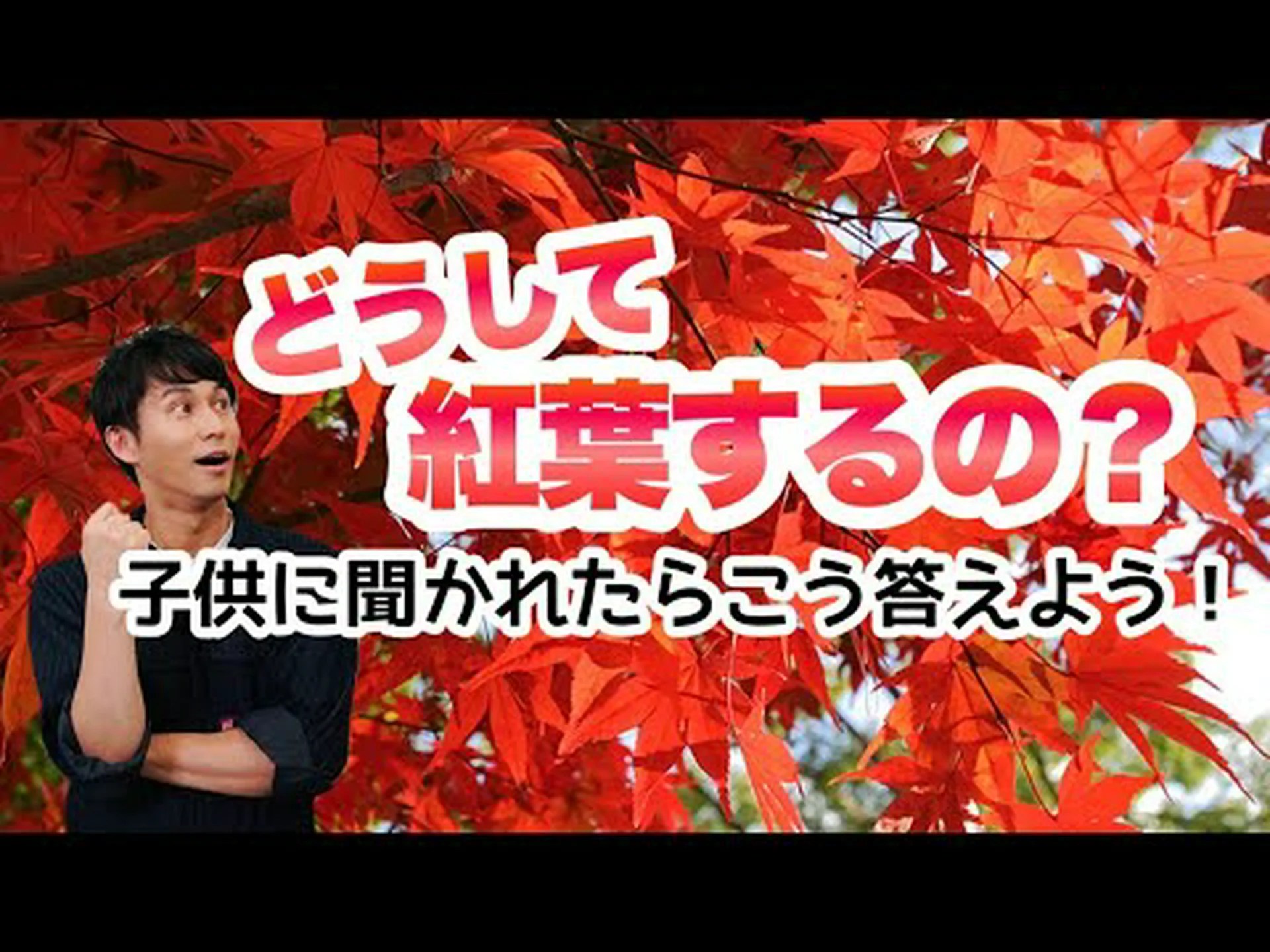 斑入りの紅葉 斑入りの紅葉
