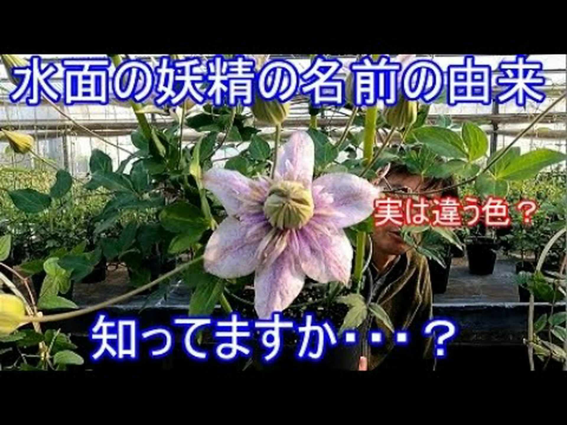 日本の妖精の鐘 日本の妖精の鐘