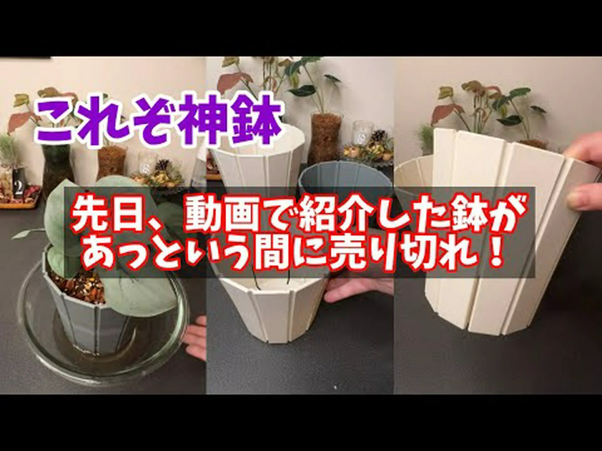 コロラドモミ コロラドモミ