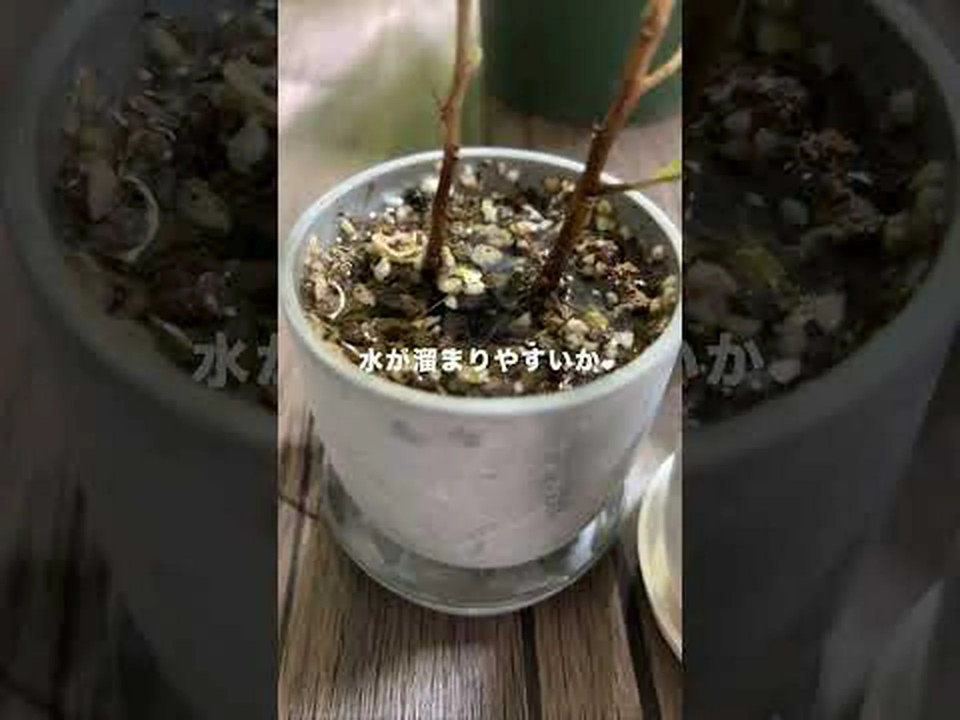 プランターを成功させるための 10 のヒント プランターを成功させるための 10 のヒント