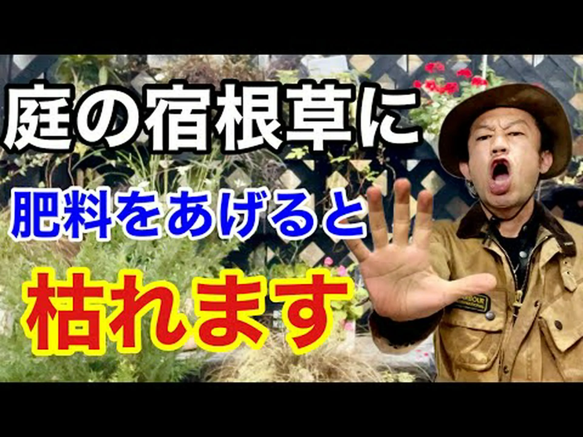 フダンソウアマランサス、パープルアマランサス フダンソウアマランサス、パープルアマランサス