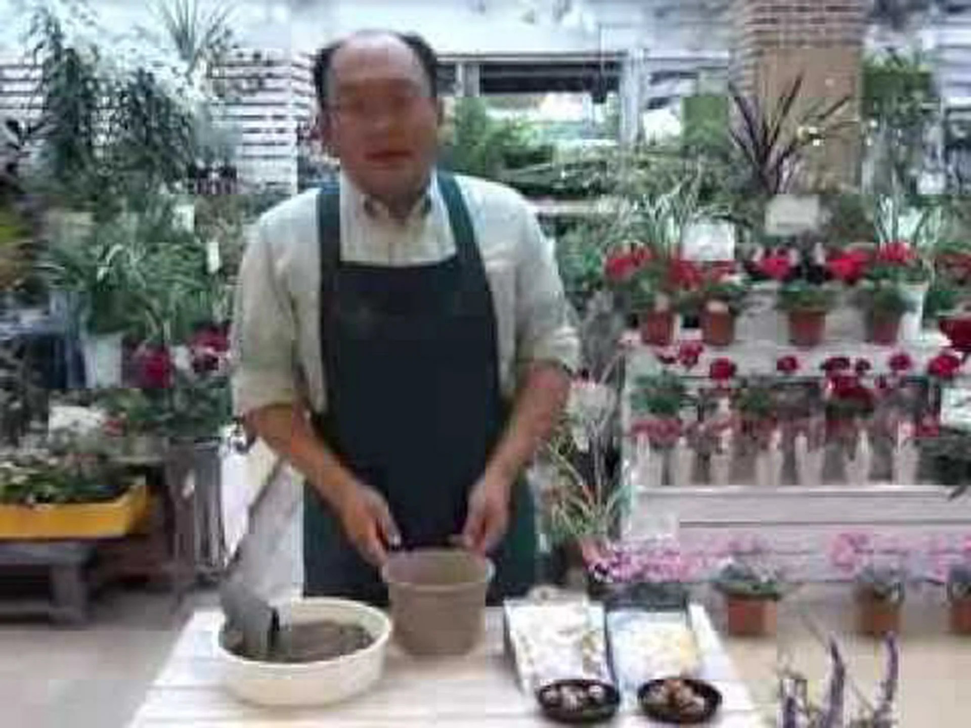 クロッカス クロッカス