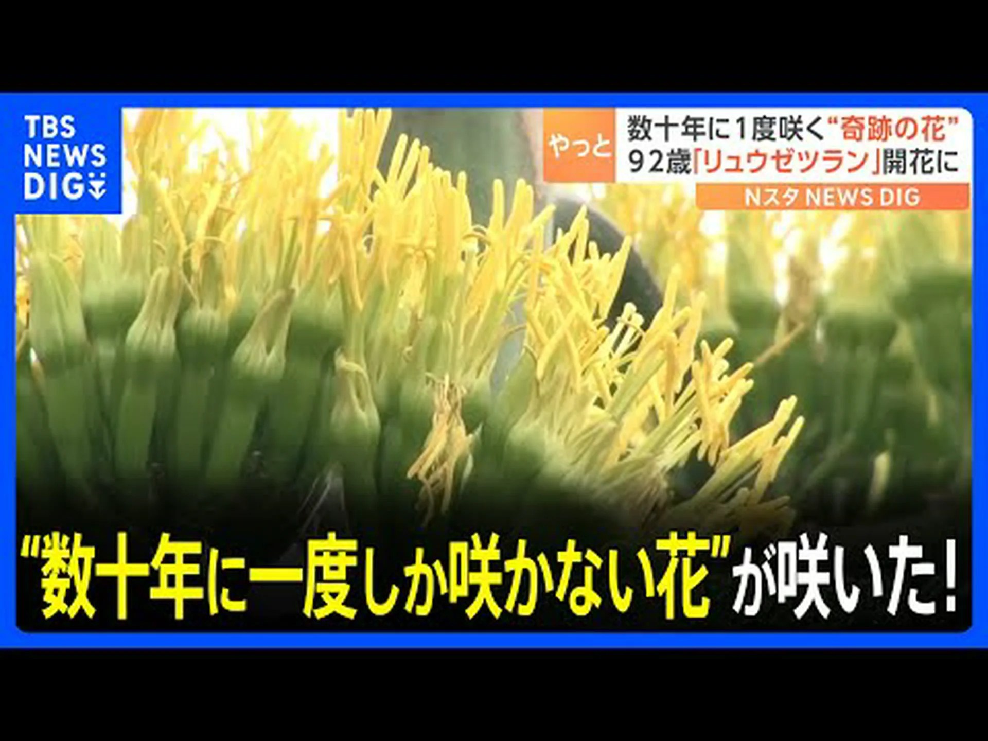 双子の花を持つリュウゼツラン 双子の花を持つリュウゼツラン