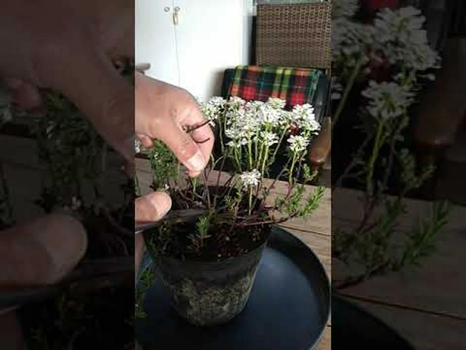 ヘーゼルの剪定方法は? ヘーゼルの剪定方法は?