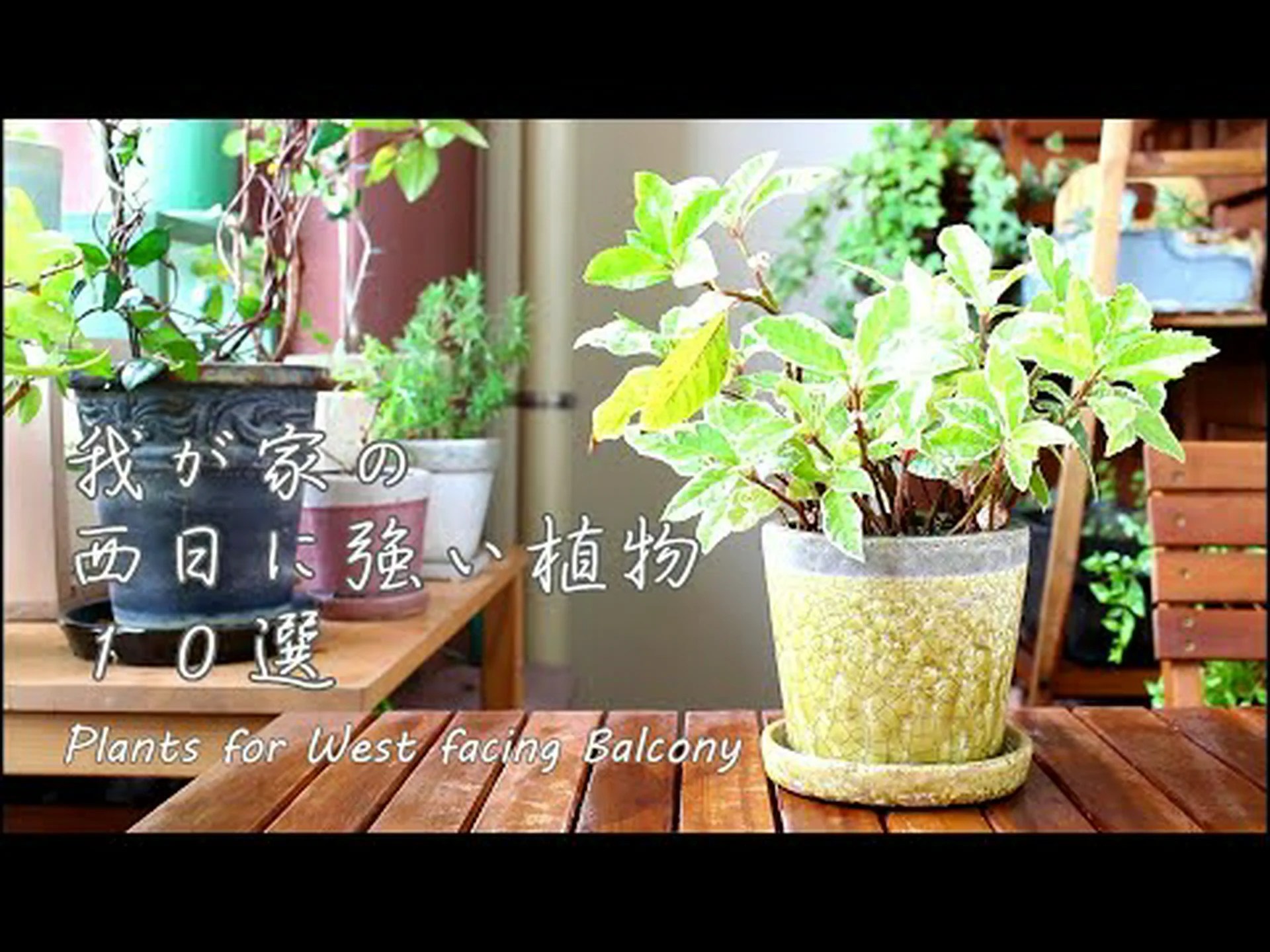 家庭用の丈夫な植物 家庭用の丈夫な植物