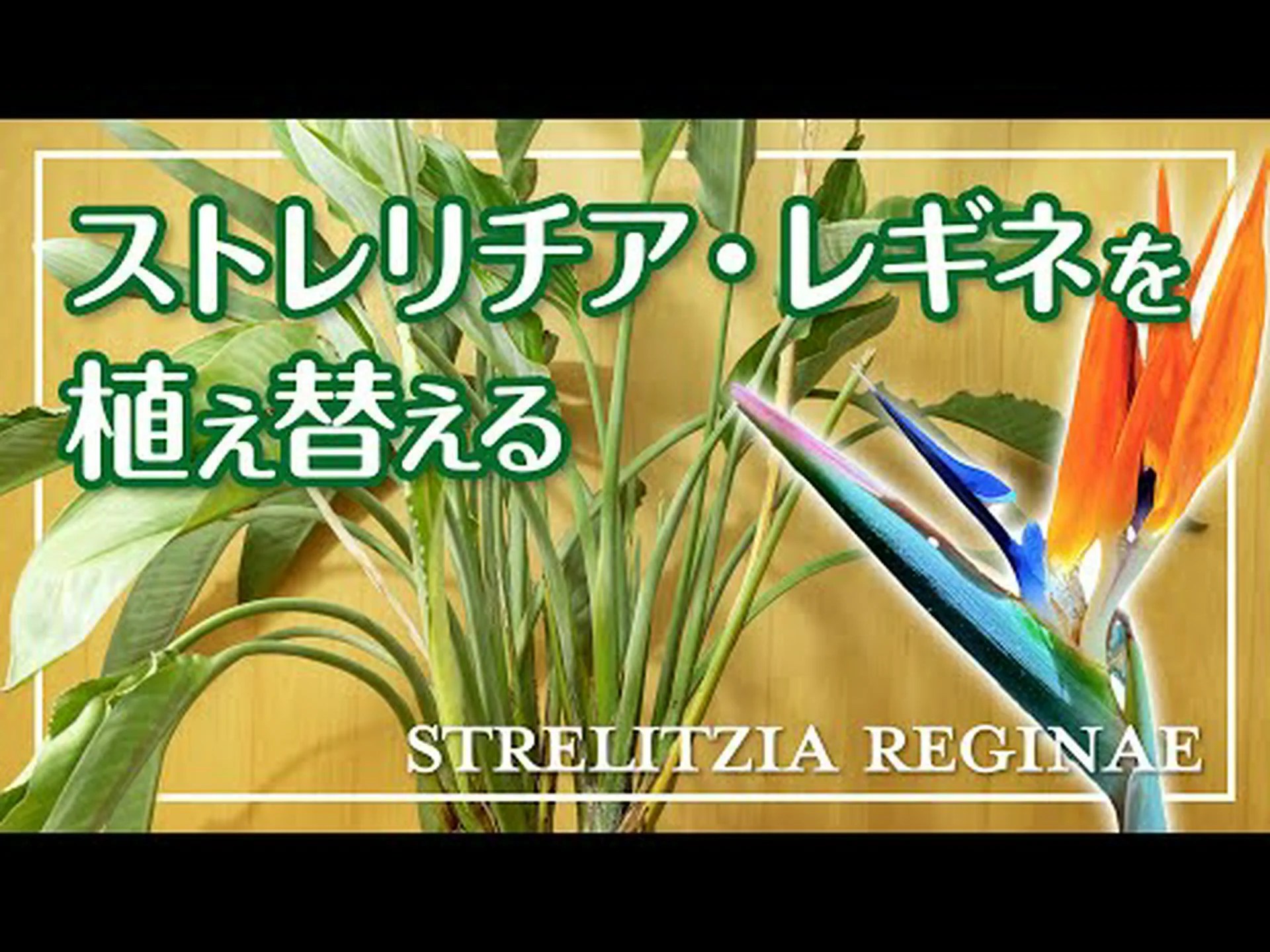 白いストレリチア、白い極楽鳥、白い花が咲く野生バナナ、ケープワイルドバナナ 白いストレリチア、白い極楽鳥、白い花が咲く野生バナナ、ケープワイルドバナナ