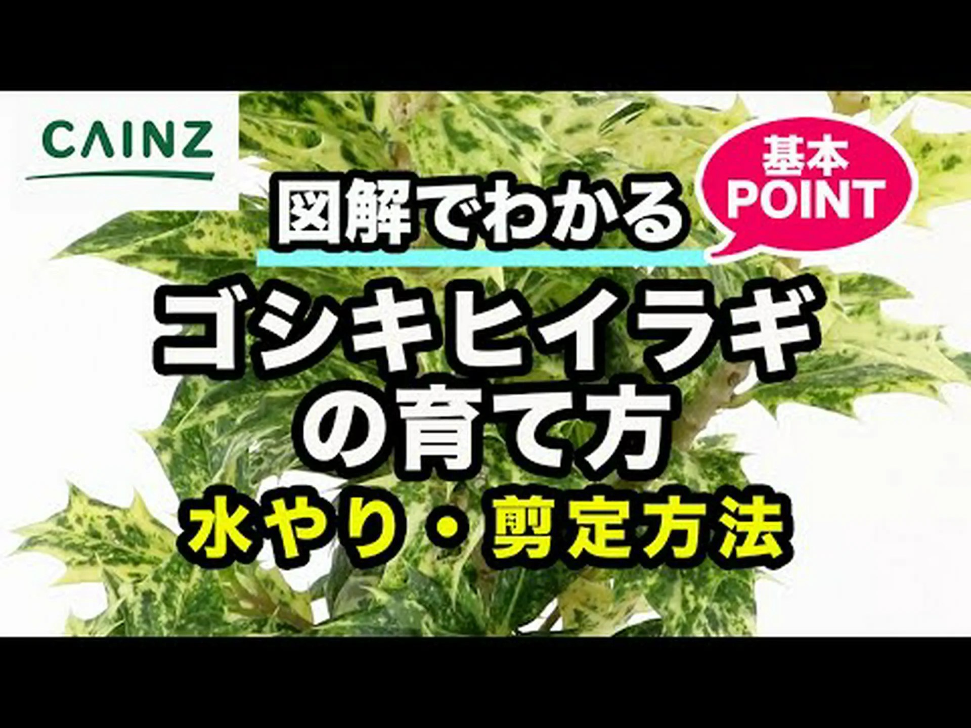 ホルムオーク、ユーズ、偽ヒイラギオーク ホルムオーク、ユーズ、偽ヒイラギオーク