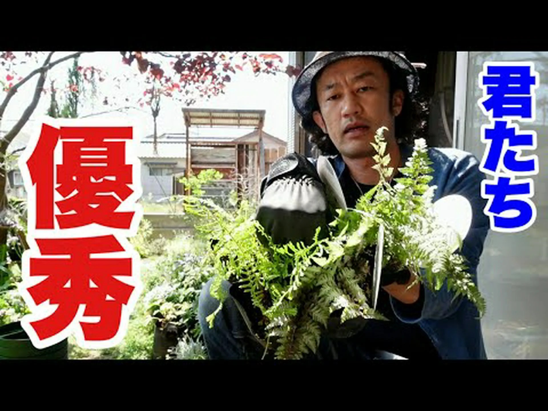 うちの庭にはエキゾチックな表情のシダが うちの庭にはエキゾチックな表情のシダが