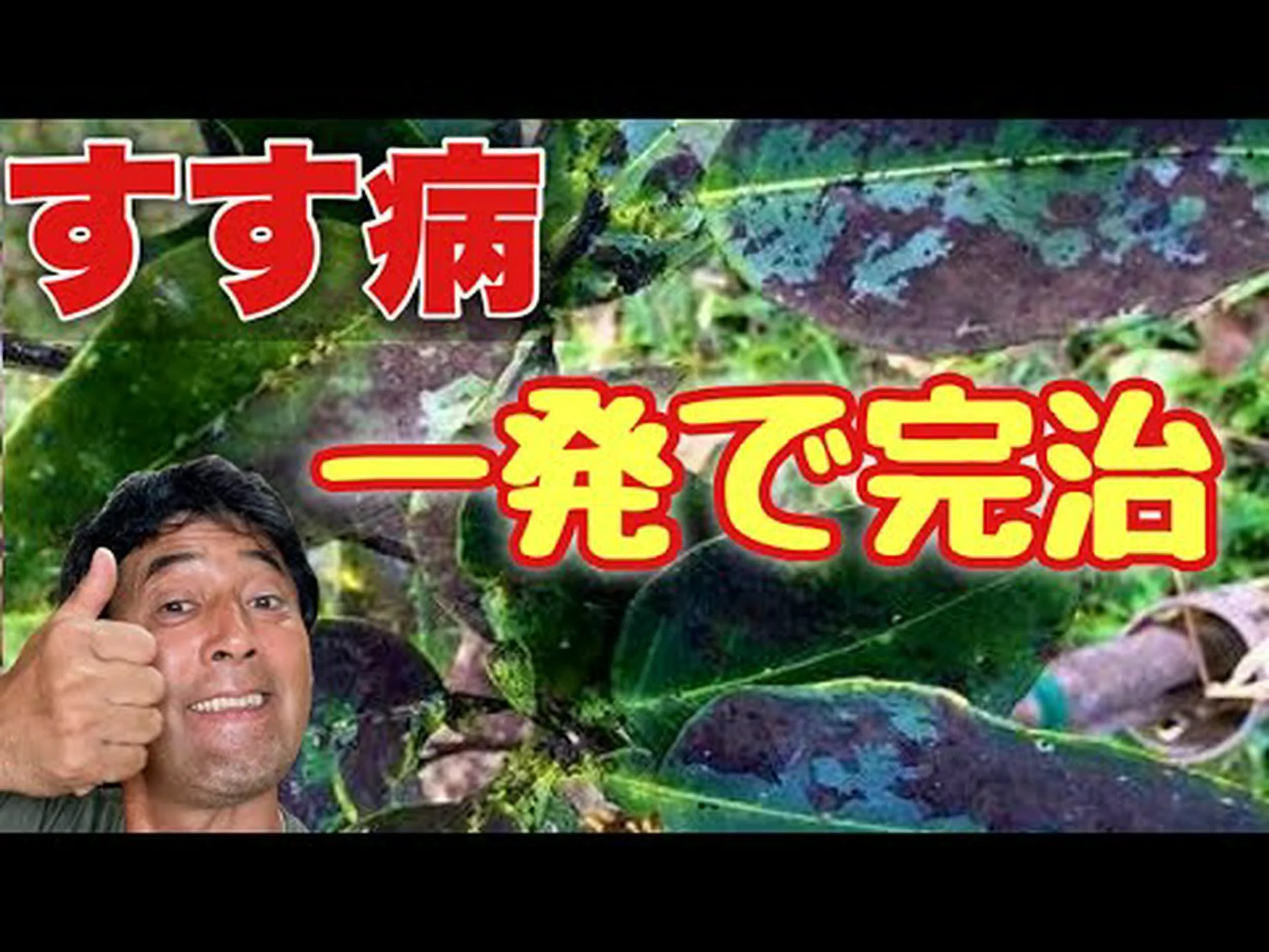 すす状のカビ、黒くてベタベタした葉 すす状のカビ、黒くてベタベタした葉