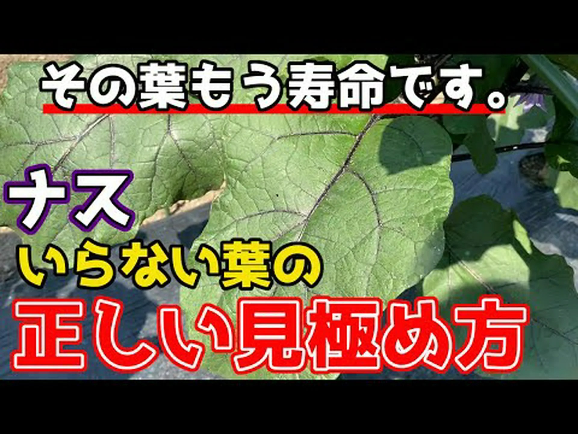 粗葉ユーパトリー、軟葉ユーパトリー 粗葉ユーパトリー、軟葉ユーパトリー