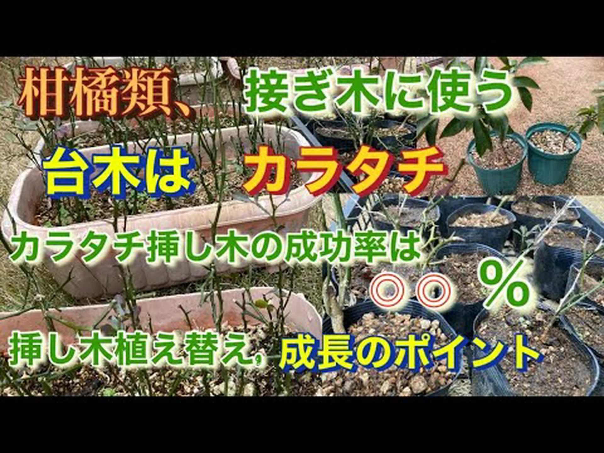 柑橘類を播種、挿し木、接木によって増やすこと 柑橘類を播種、挿し木、接木によって増やすこと