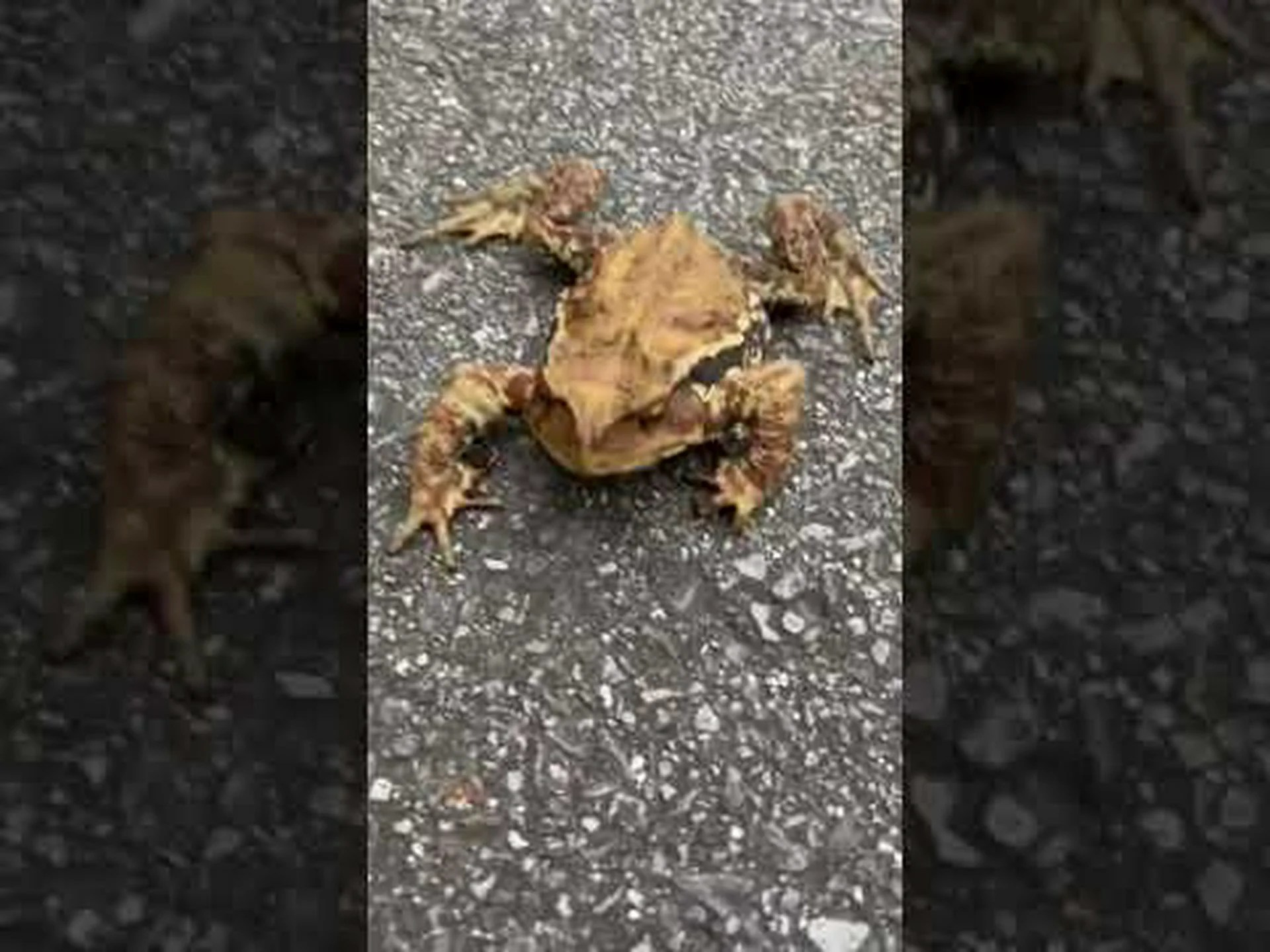 助産師のヒキガエル、庭のフルート奏者 助産師のヒキガエル、庭のフルート奏者