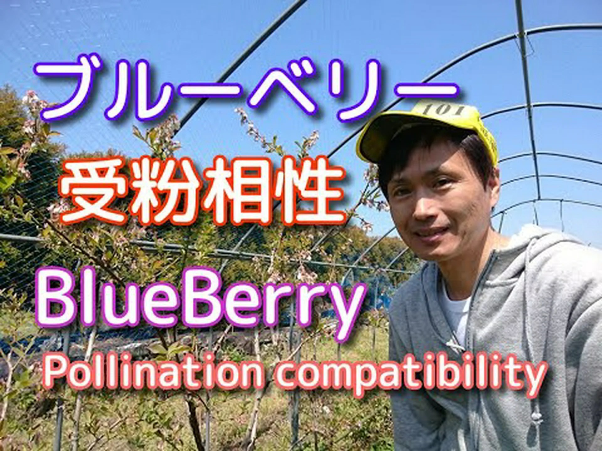 藍の木、ピンク藍、中国藍 藍の木、ピンク藍、中国藍