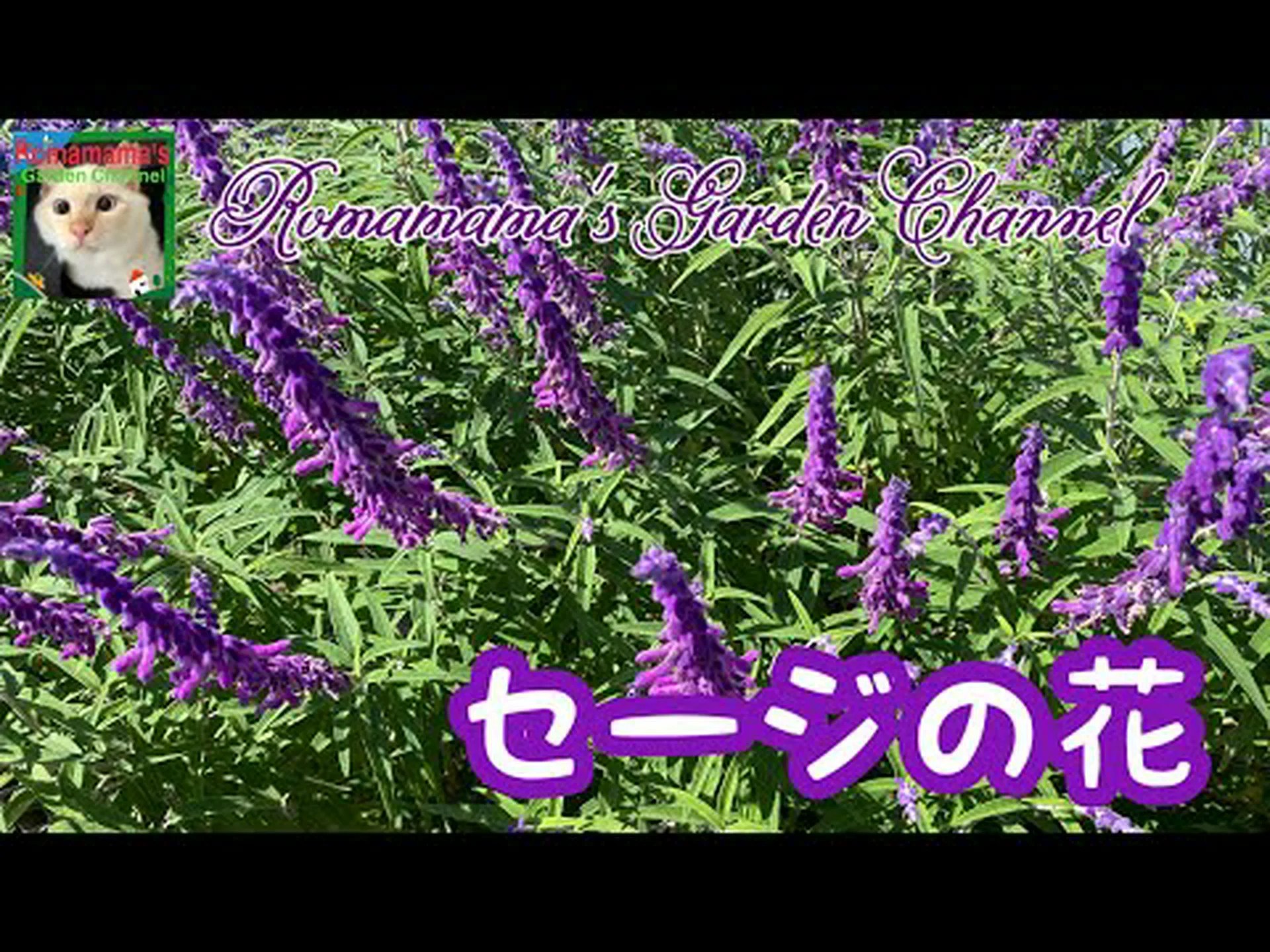 セージ総苞 セージ総苞