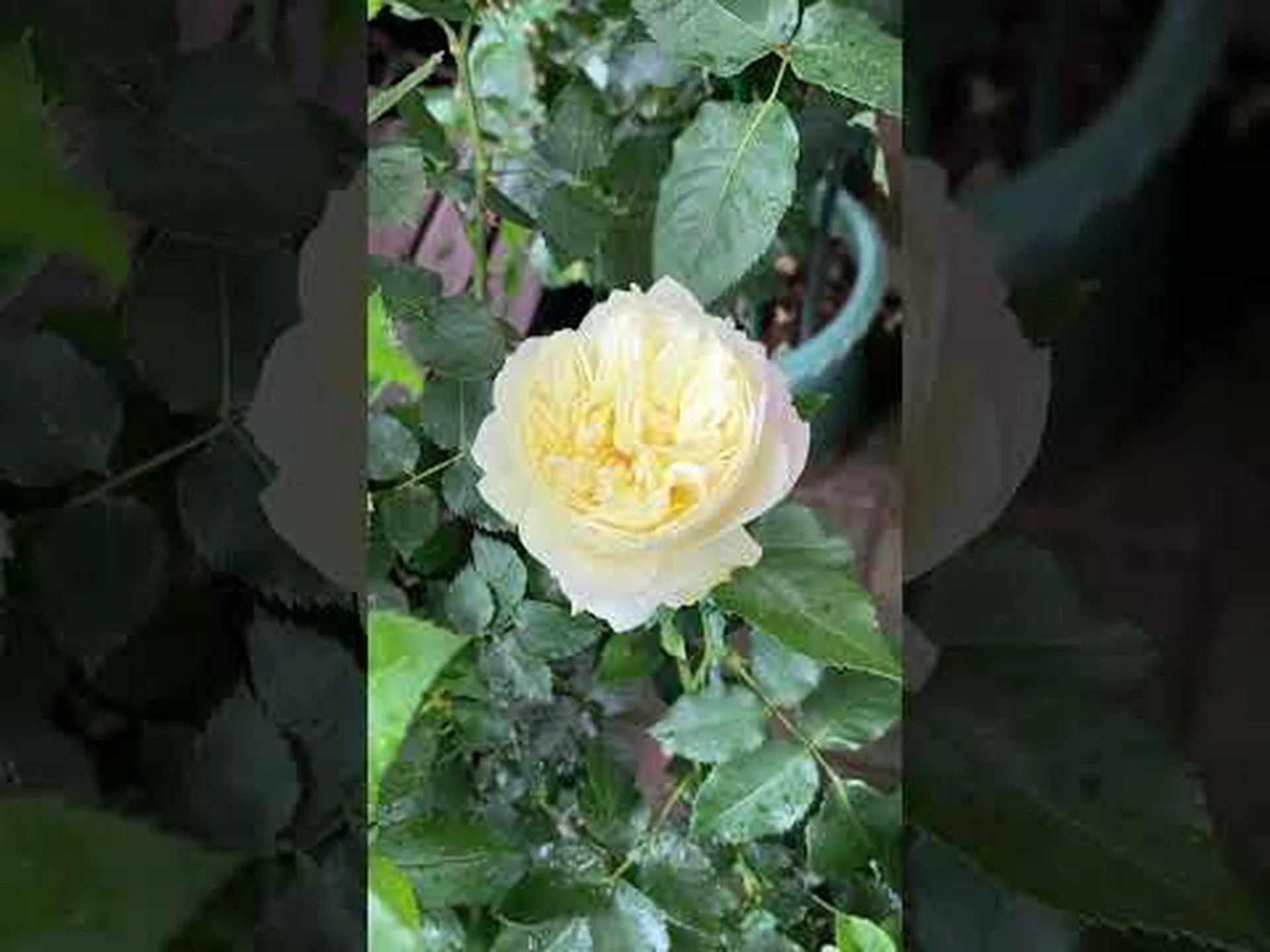 驚くべき香りを持つ蘭、ブルボフィラム 驚くべき香りを持つ蘭、ブルボフィラム