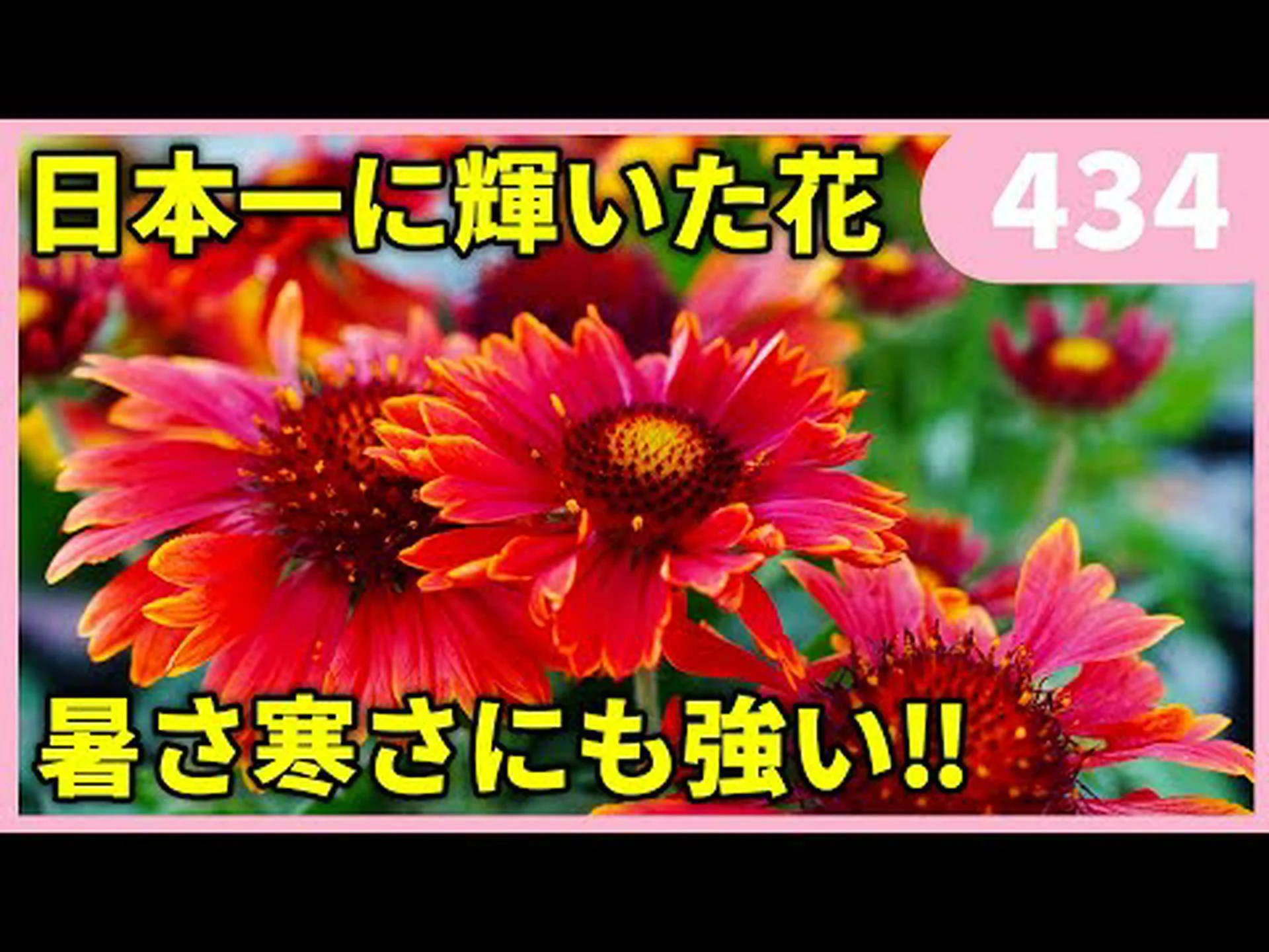 一般的なガイラルディア、ランス葉ガイラルディア、一般的なガイラルディア 一般的なガイラルディア、ランス葉ガイラルディア、一般的なガイラルディア