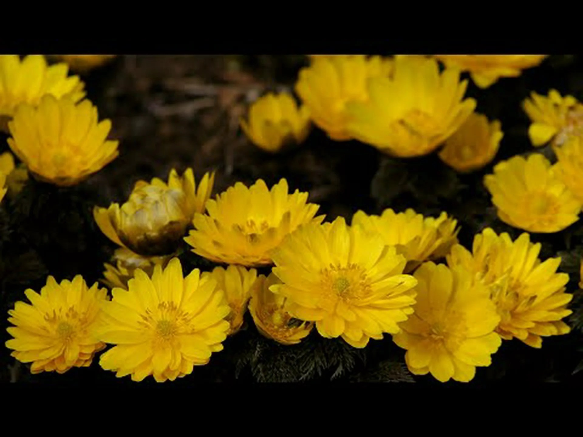 一般的なノストック、驚くべき能力を持つ唾を吐く月 一般的なノストック、驚くべき能力を持つ唾を吐く月