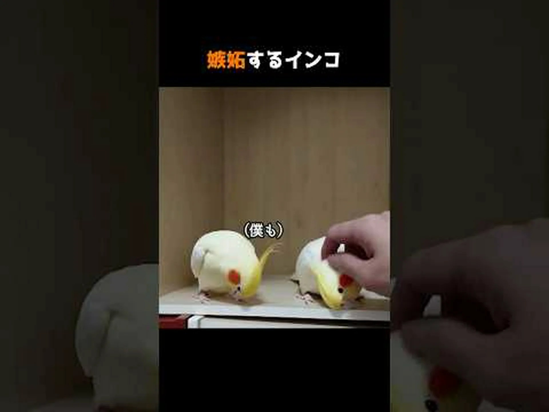 私たちの街のインコ 私たちの街のインコ