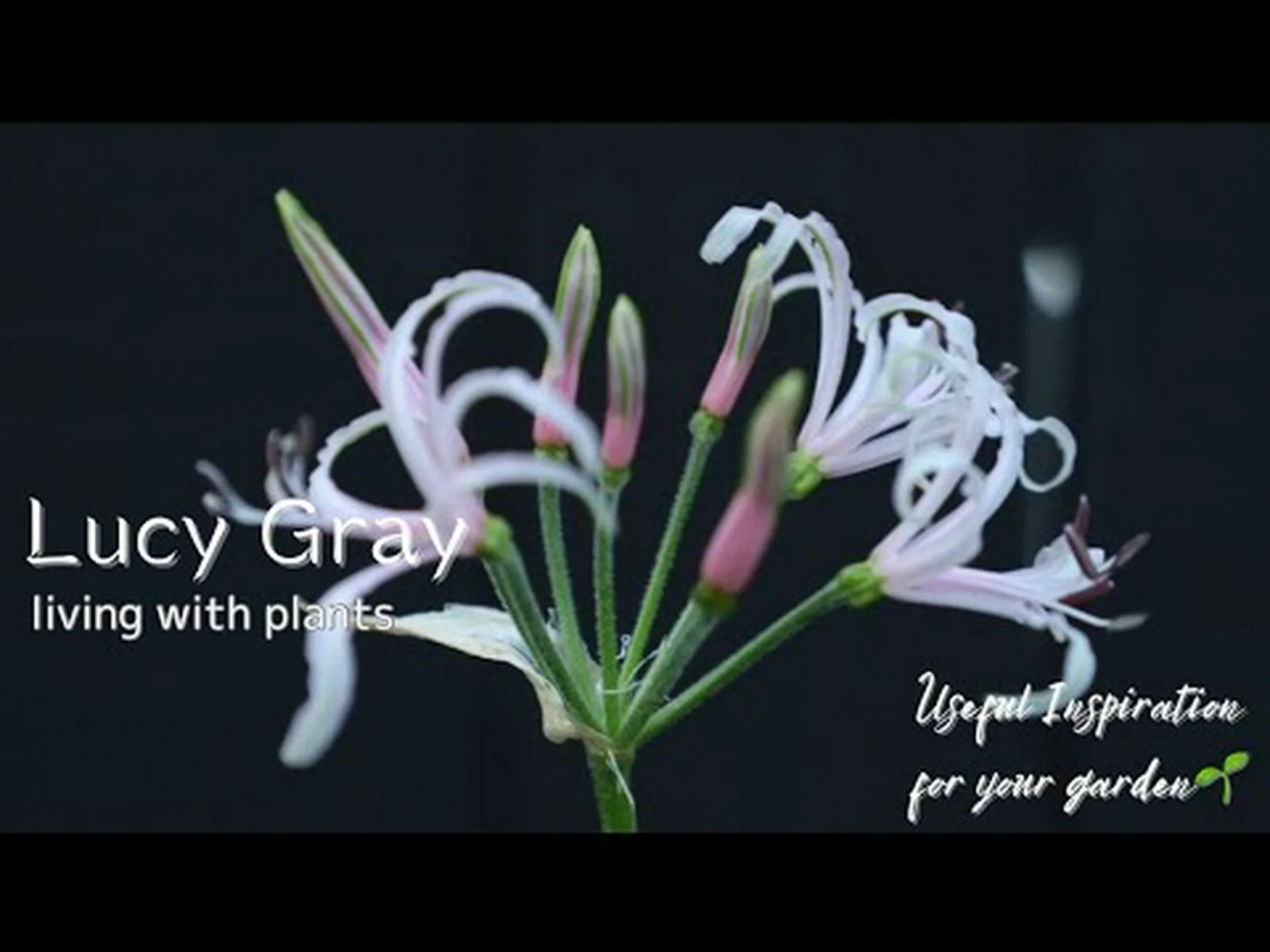 明るい黄色のリグラリア、ウィルソンのリグラリア、ジャイアントラグワート 明るい黄色のリグラリア、ウィルソンのリグラリア、ジャイアントラグワート