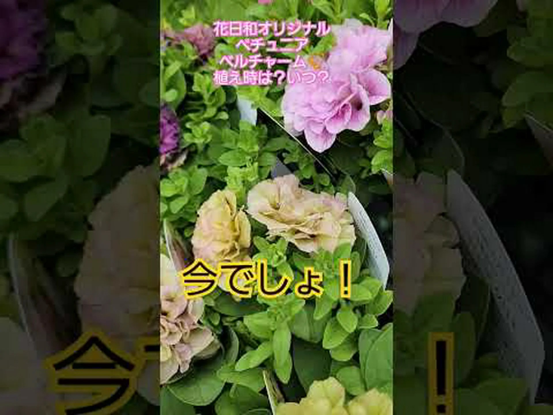 ヘザー植物の仲間たち ヘザー植物の仲間たち