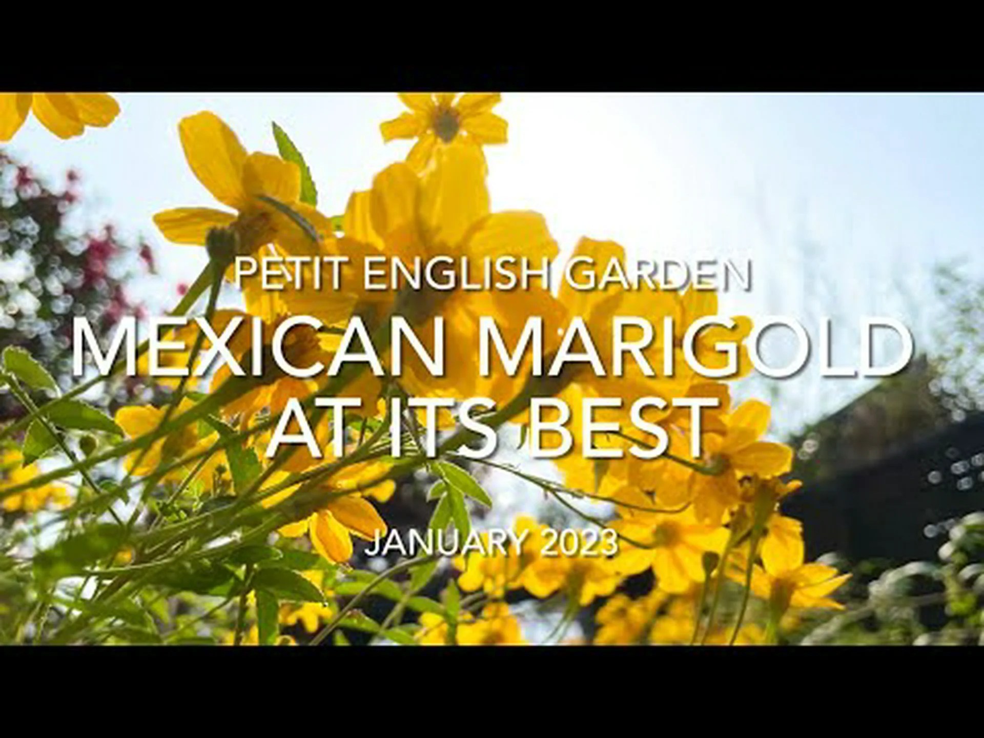 レモンマリーゴールド、低木マリーゴールド レモンマリーゴールド、低木マリーゴールド