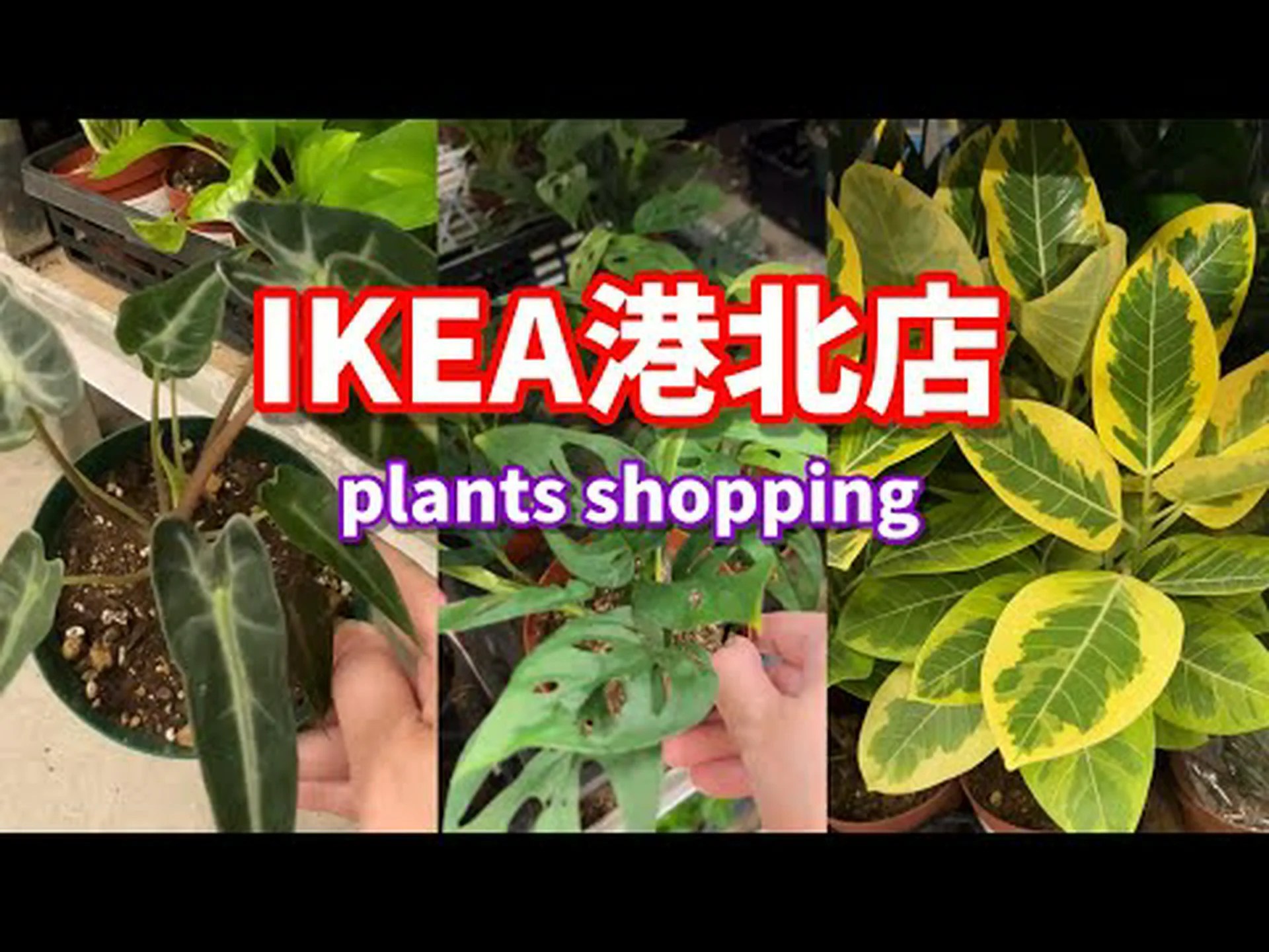 バリシエ バリシエ