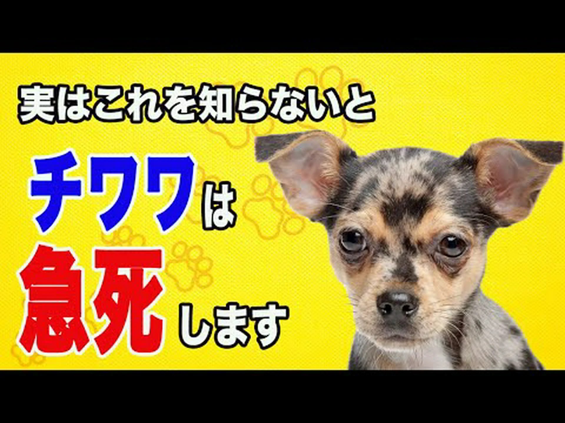 愛犬チワワ 愛犬チワワ