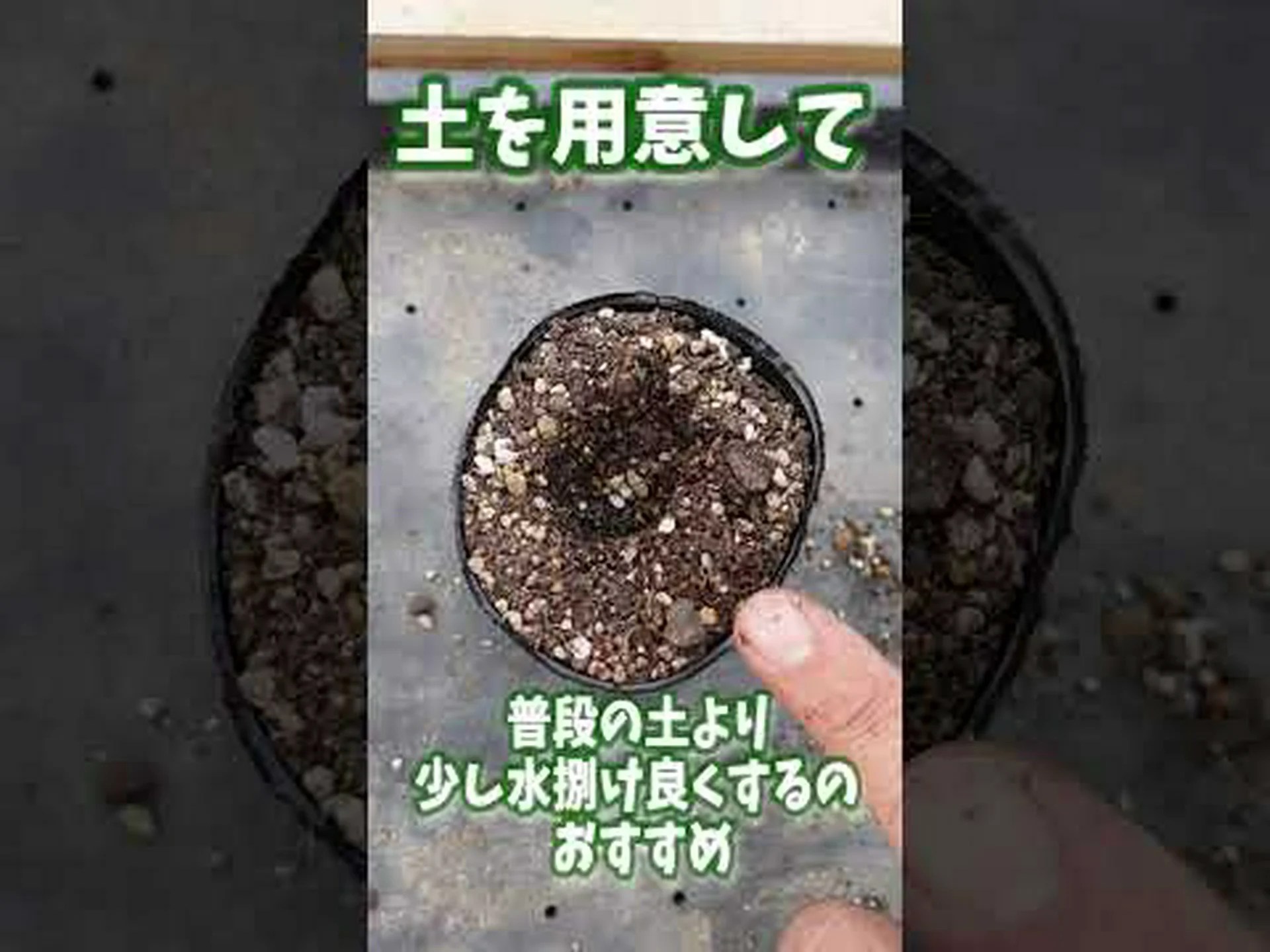 モンテレアーレマンネングサ、モンドヴィマンネングサ、クロスリーフセダム モンテレアーレマンネングサ、モンドヴィマンネングサ、クロスリーフセダム