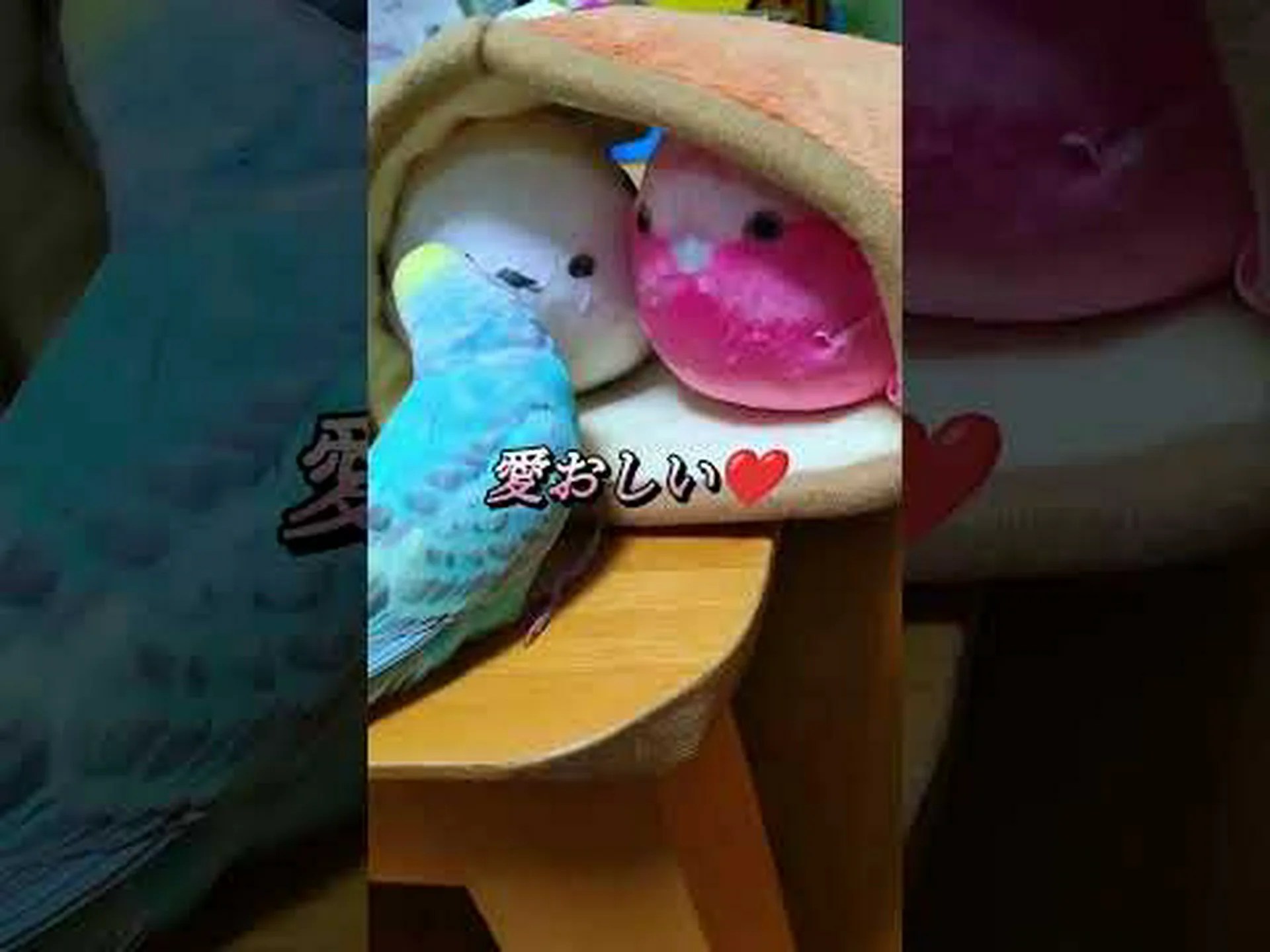 セキセイインコ、綿毛、トウワタ セキセイインコ、綿毛、トウワタ