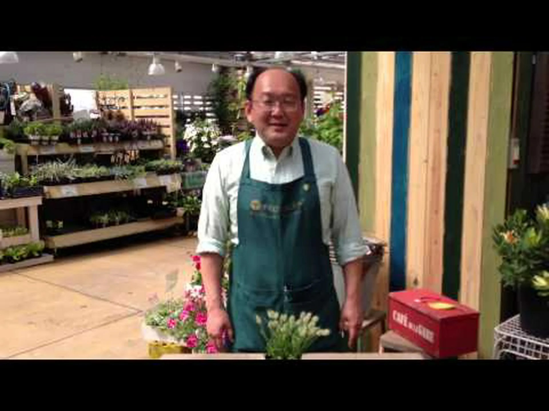 レッドラビットテールグラス、スワブグラス レッドラビットテールグラス、スワブグラス