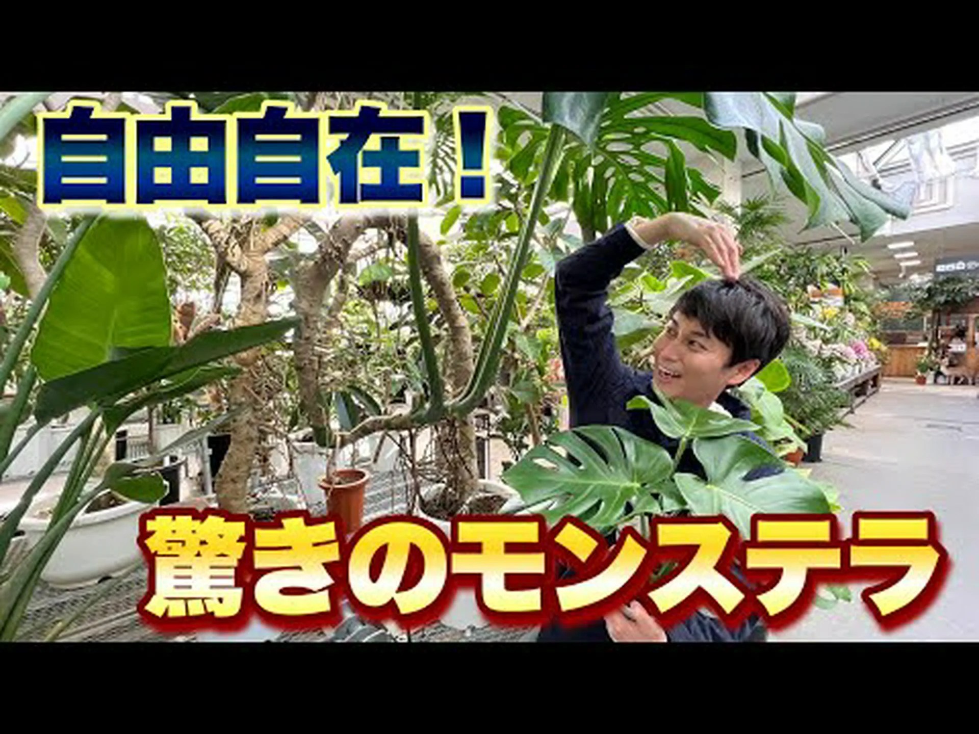 巨大ウマノスズクサ 巨大ウマノスズクサ