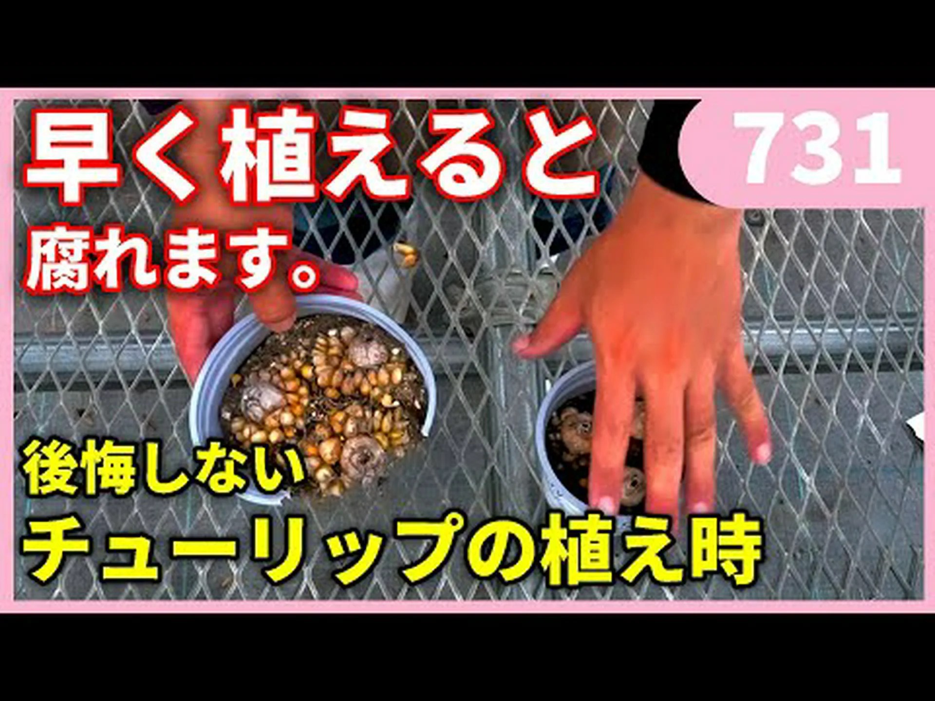 クレタ島のチューリップ クレタ島のチューリップ