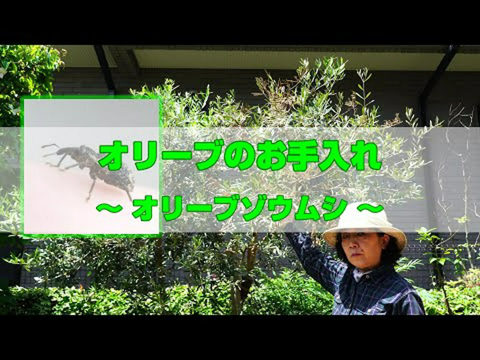 オリーブの木の害虫 オリーブの木の害虫