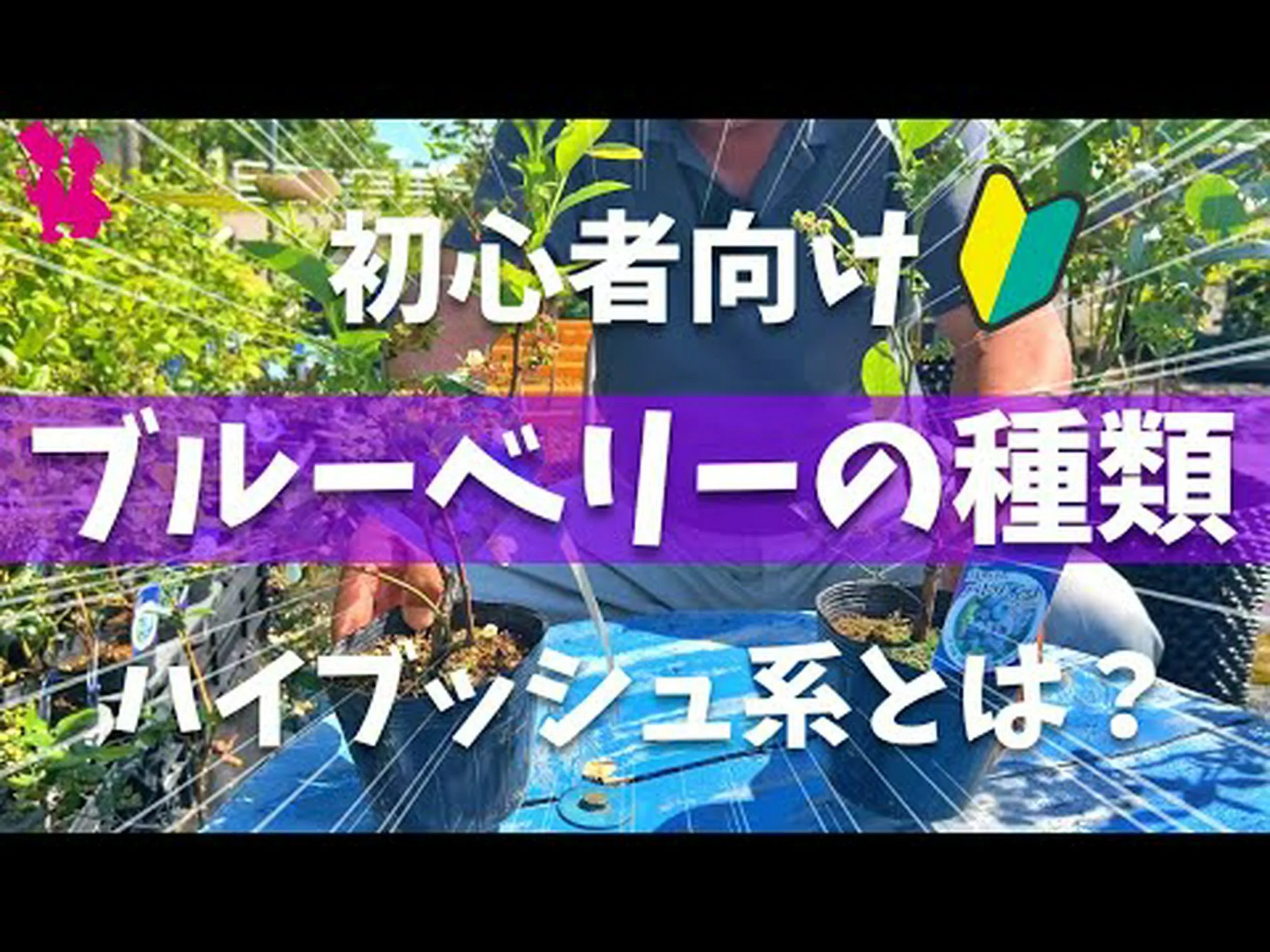 アメリカンブルーベリー、ハイブッシュコーンフラワー、コリンベル、ジャイアントブルーベリー アメリカンブルーベリー、ハイブッシュコーンフラワー、コリンベル、ジャイアントブルーベリー