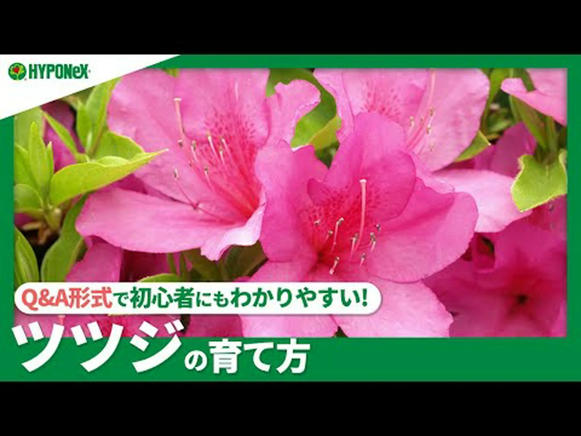 インドツツジ、屋内ツツジ インドツツジ、屋内ツツジ