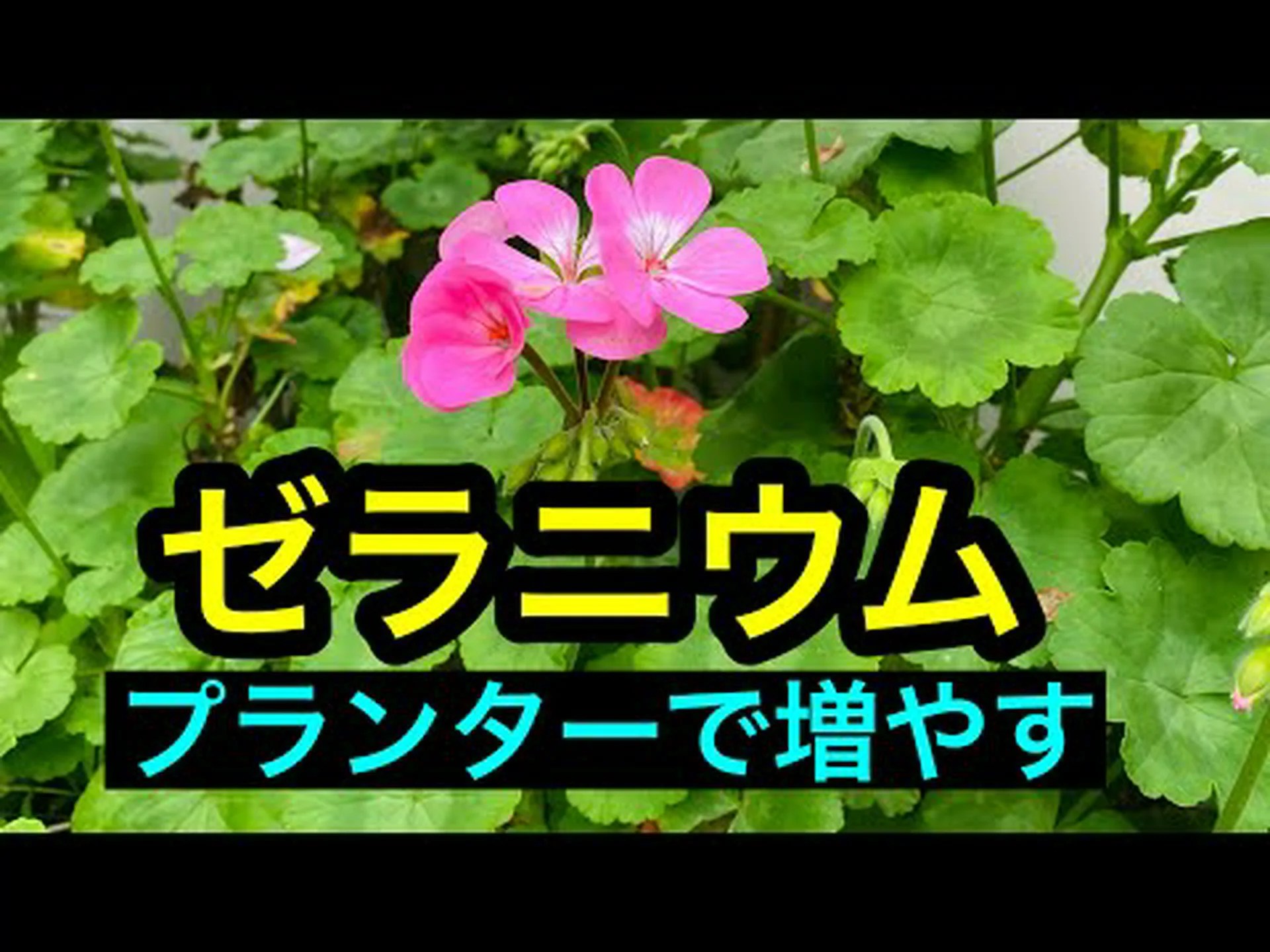 香りのよいゼラニウム 香りのよいゼラニウム