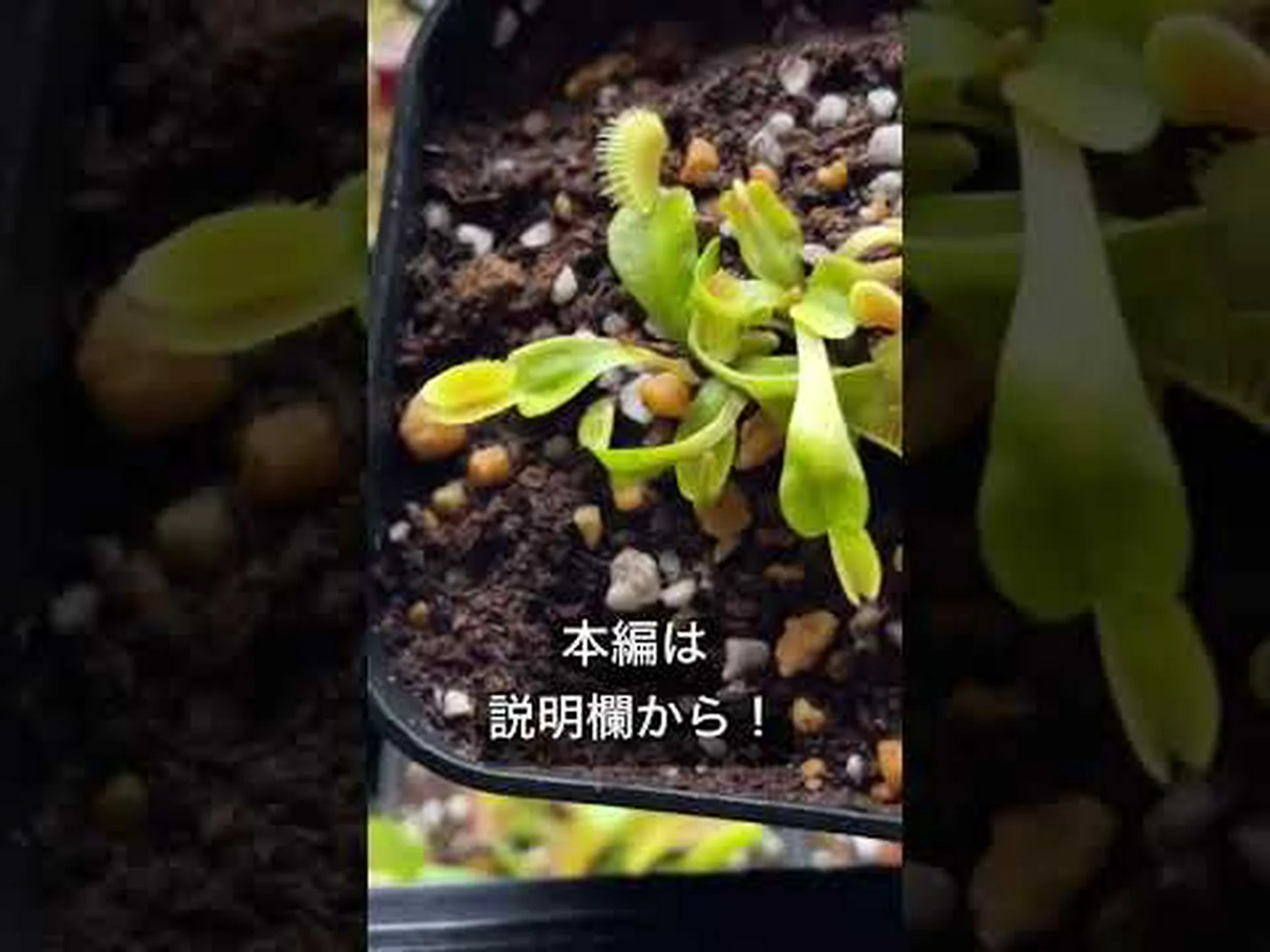 食虫植物(ファイル) 食虫植物(ファイル)
