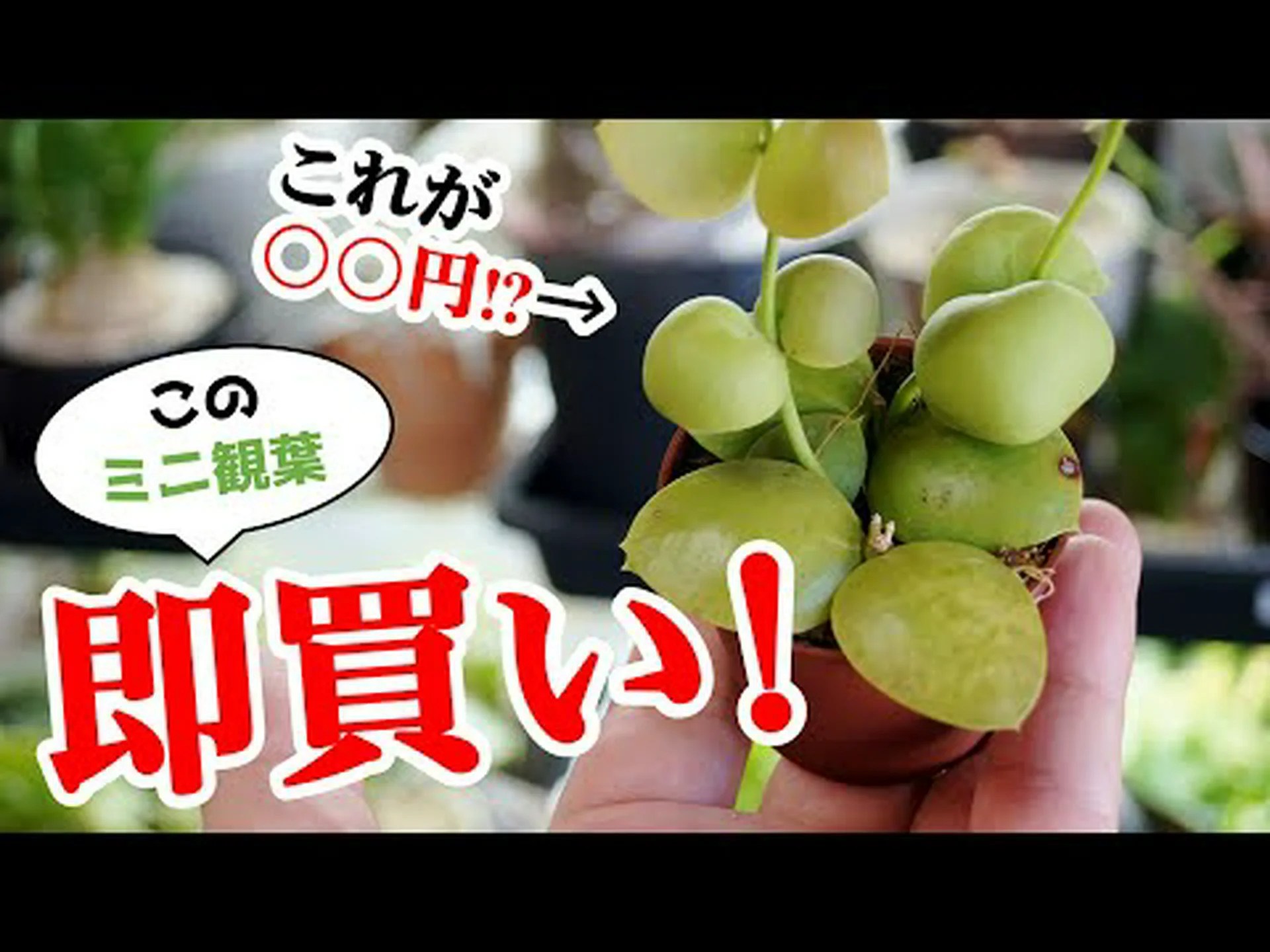 ボンバルディアの木、デビルウッド、悪魔のペット、イルカの木、アンティル諸島の砂時計 ボンバルディアの木、デビルウッド、悪魔のペット、イルカの木、アンティル諸島の砂時計