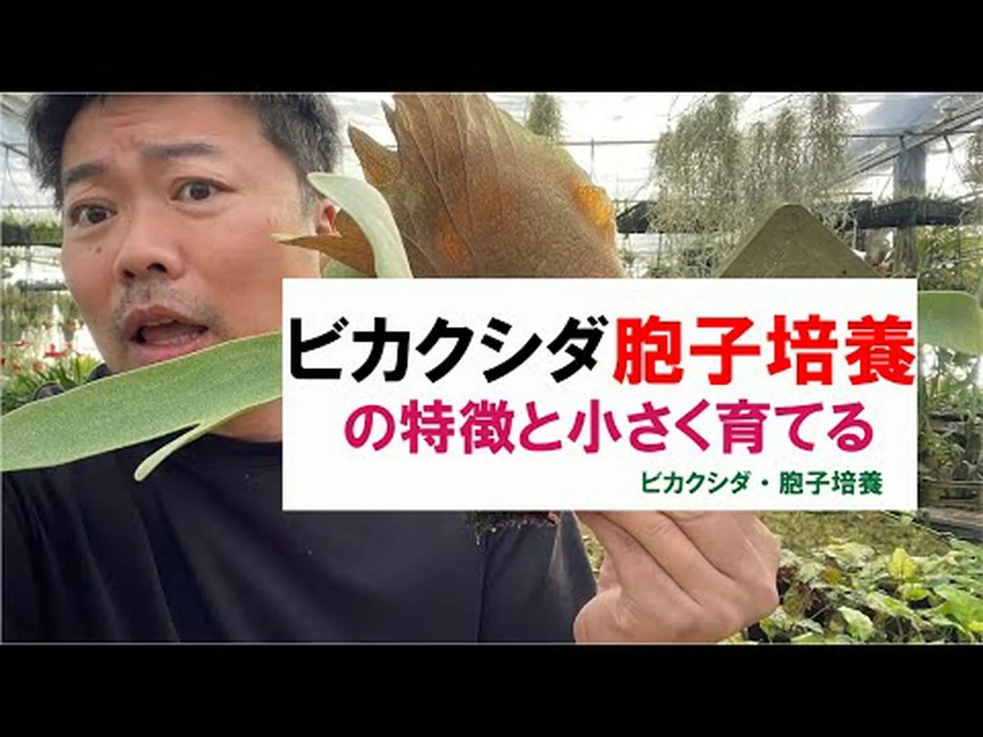 日本のアワビ胞子性 日本のアワビ胞子性