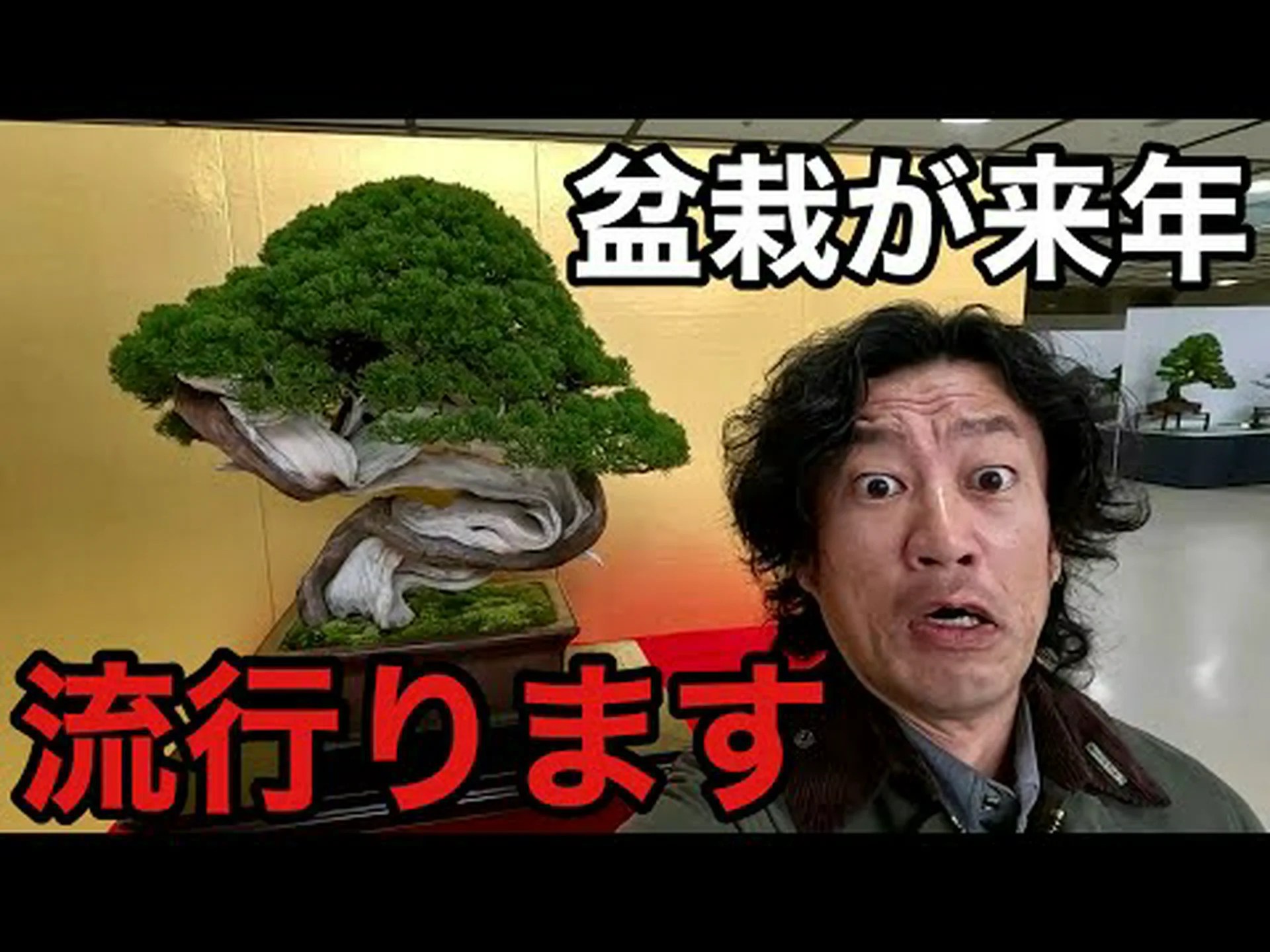 適切な盆栽を選ぶ 適切な盆栽を選ぶ