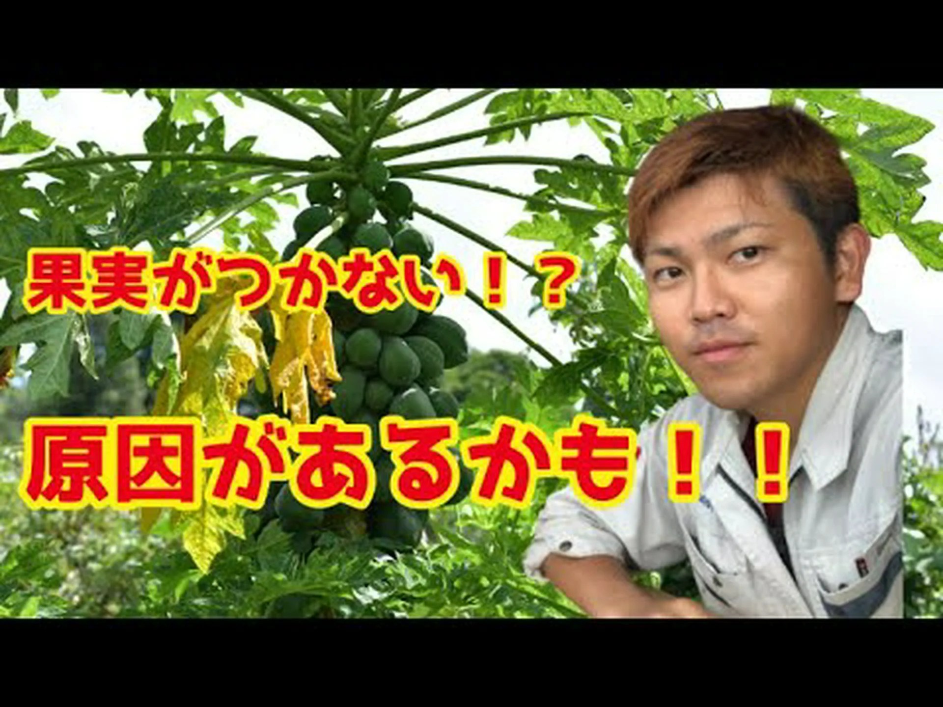 花の咲く果樹 花の咲く果樹