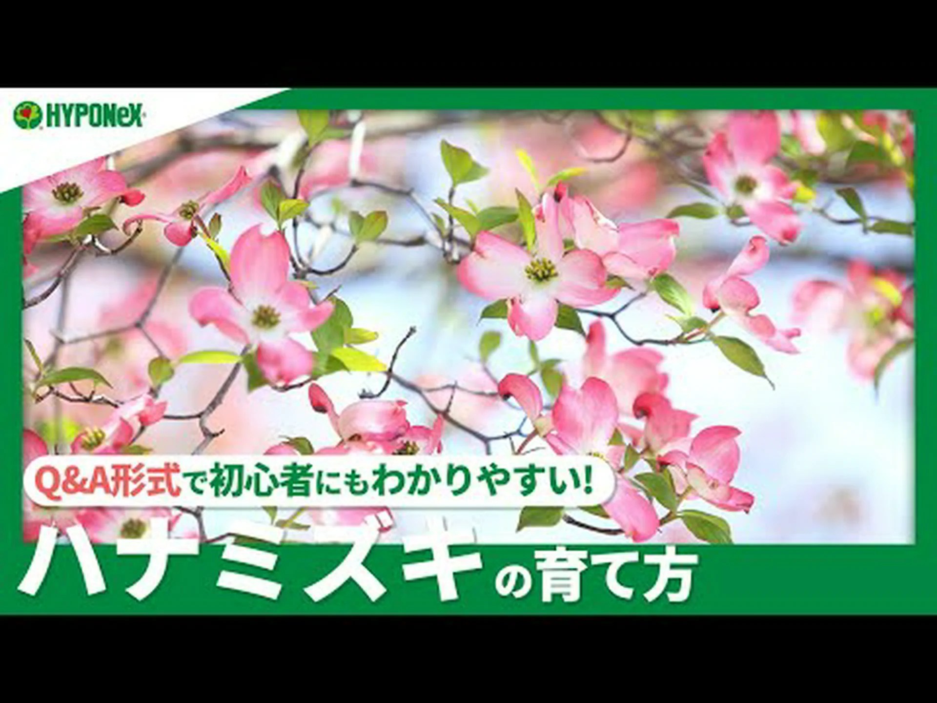 ヴィーナス ハナミズキ ヴィーナス ハナミズキ