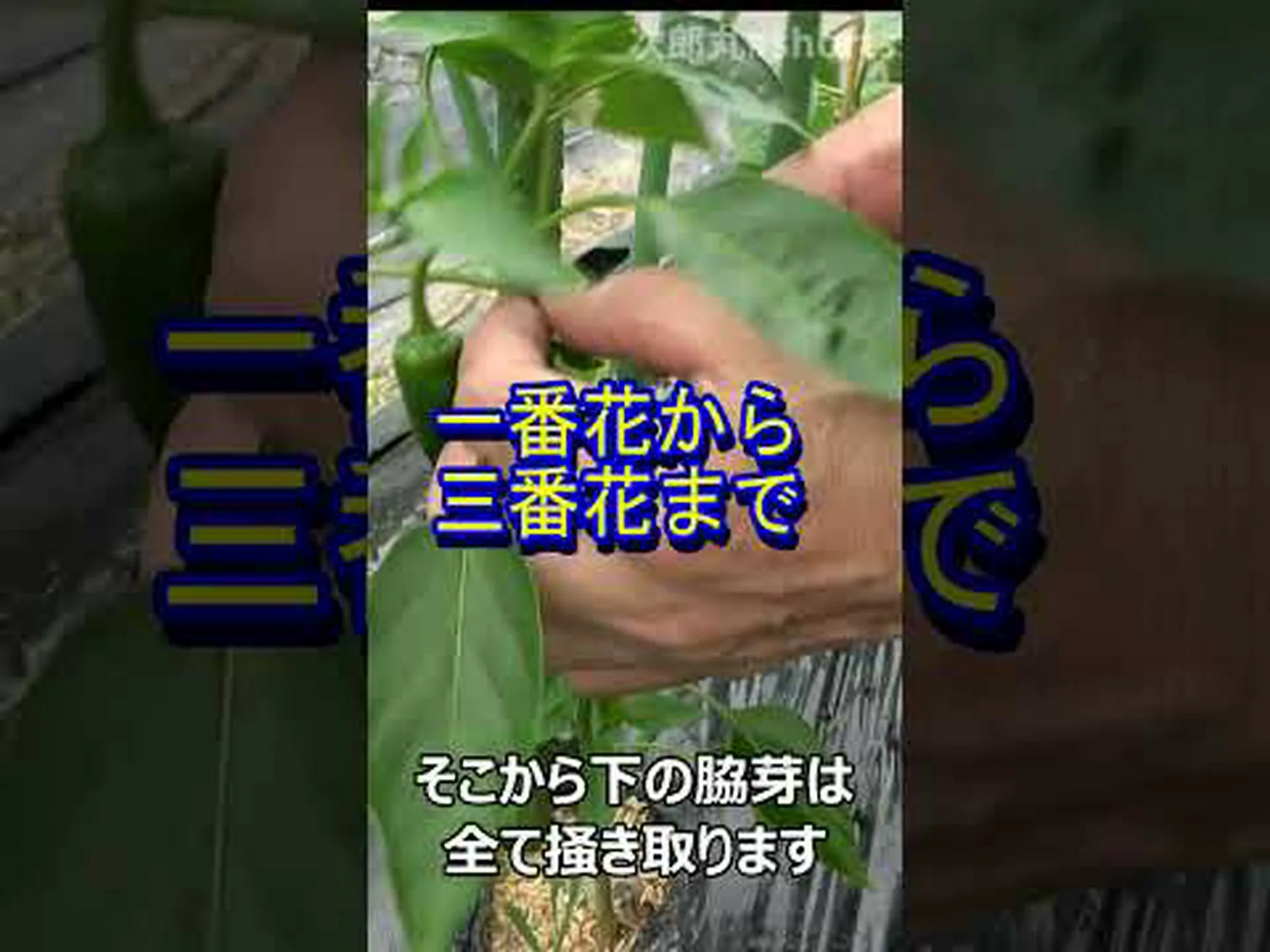 家庭菜園でピーマンを移植して栽培するにはどうすればよいですか? 家庭菜園でピーマンを移植して栽培するにはどうすればよいですか?