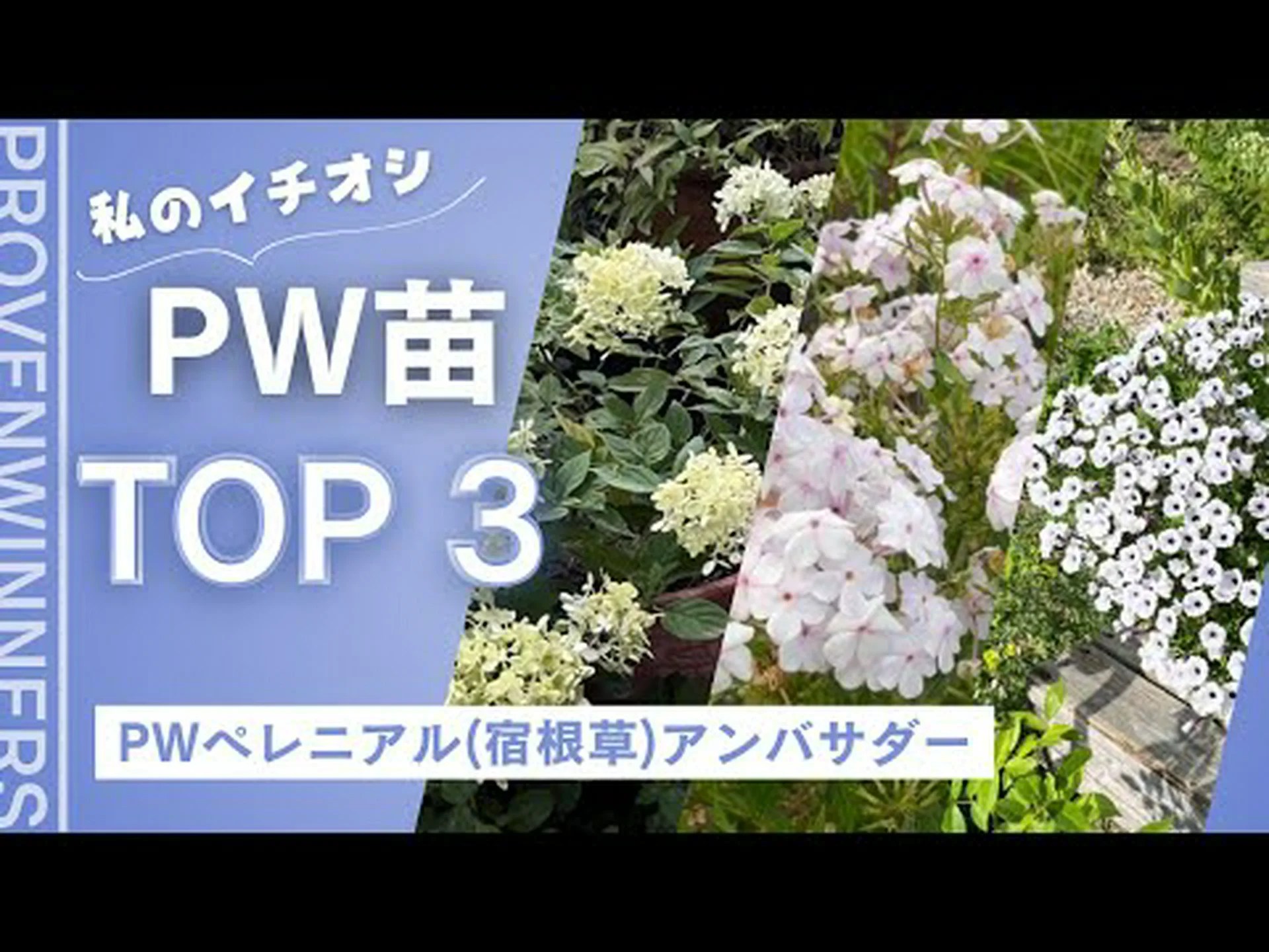 パフツリー、カリアンドル パフツリー、カリアンドル