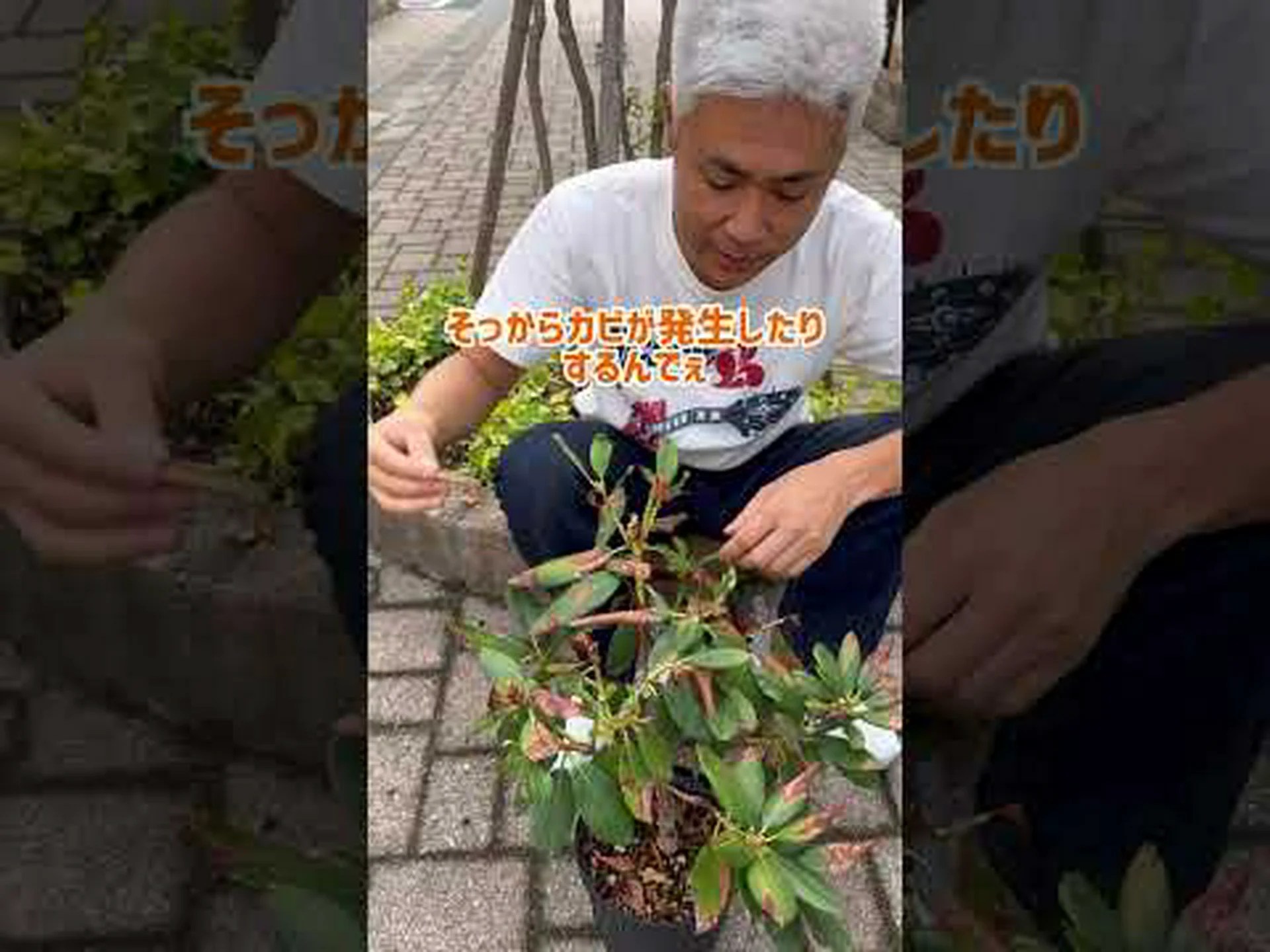 葉の分析 葉の分析